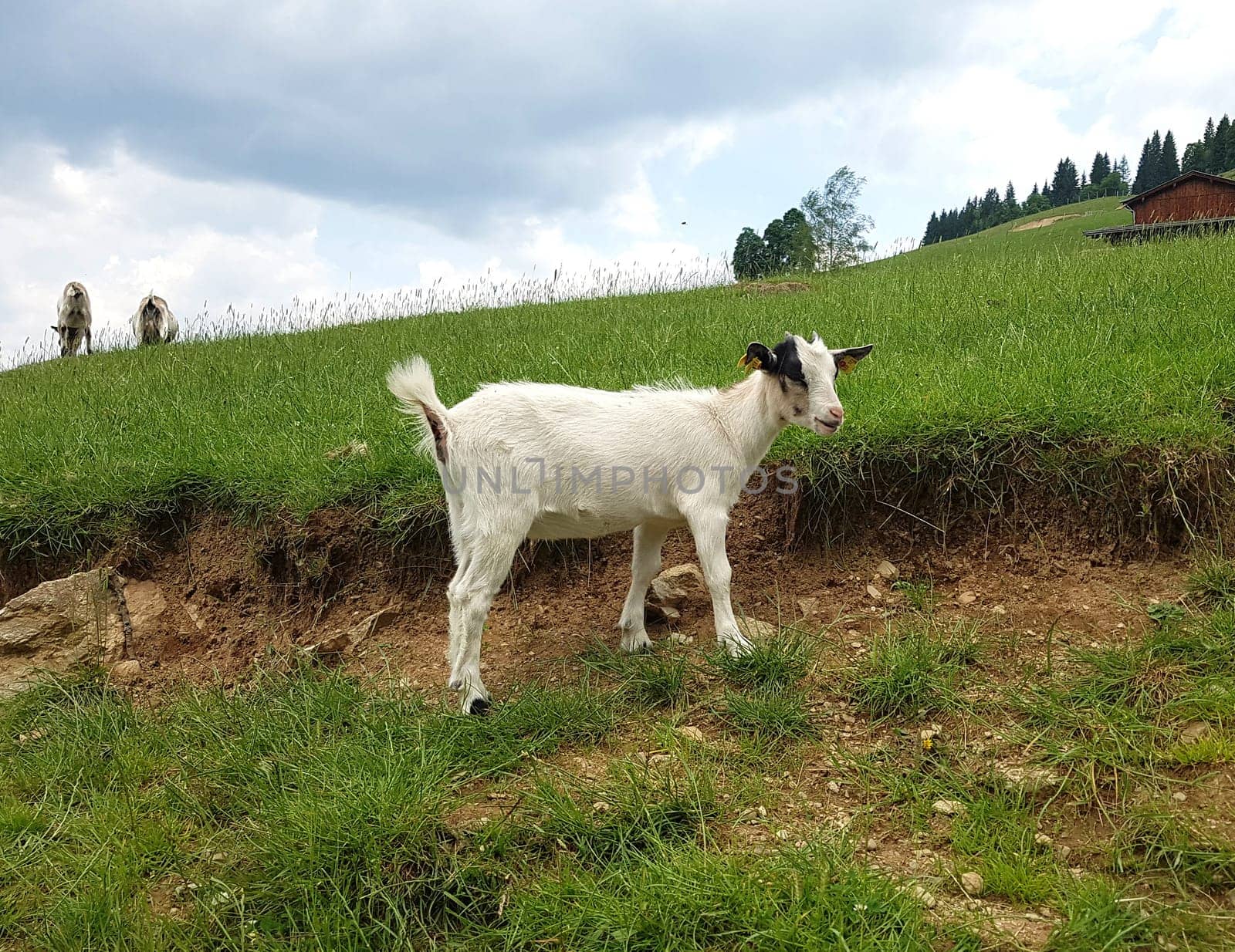 Ziege, Capra, Tier, Ziegen, Geiss, Zicke