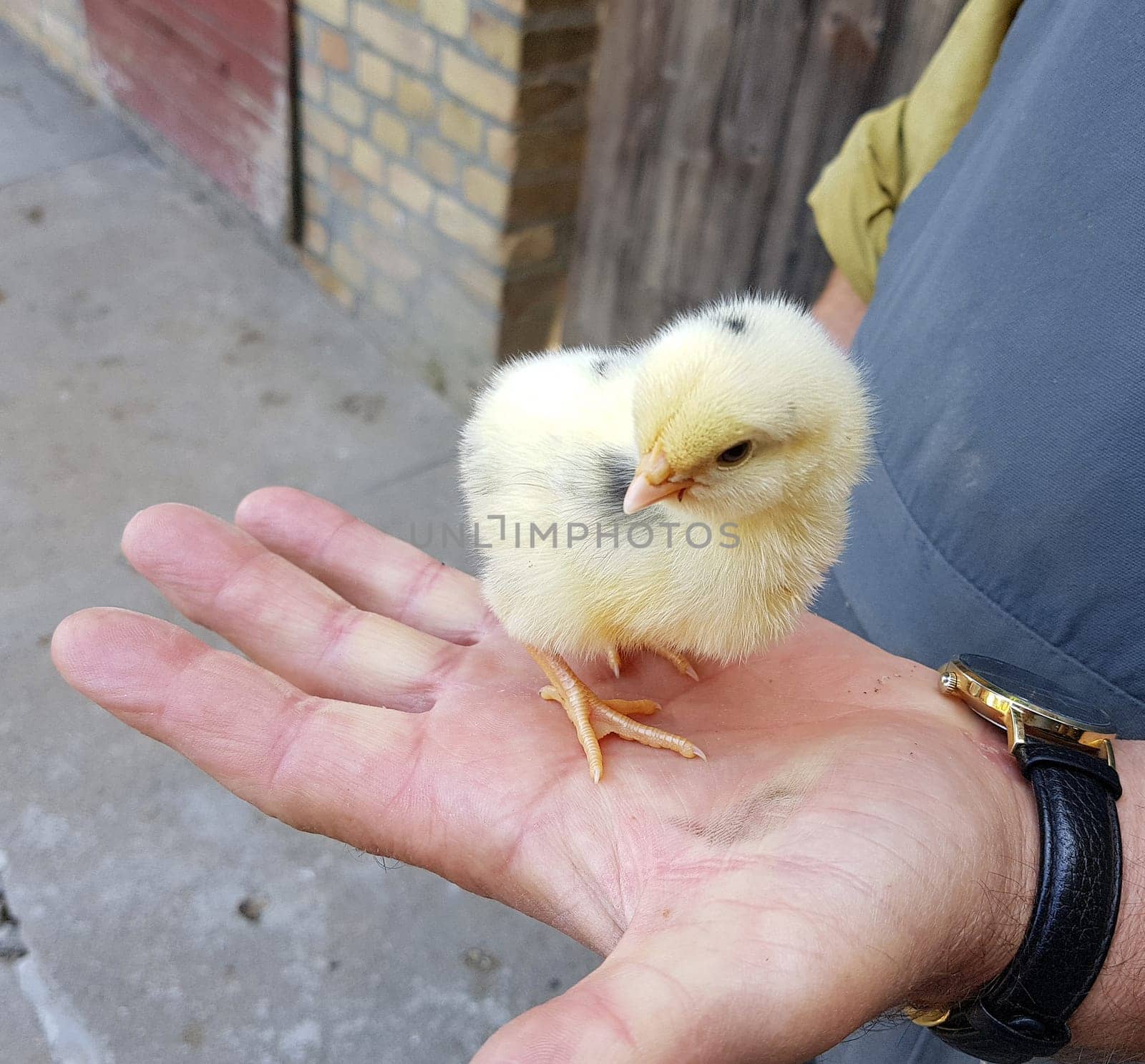 Huehnerkueken, gallus domesticus