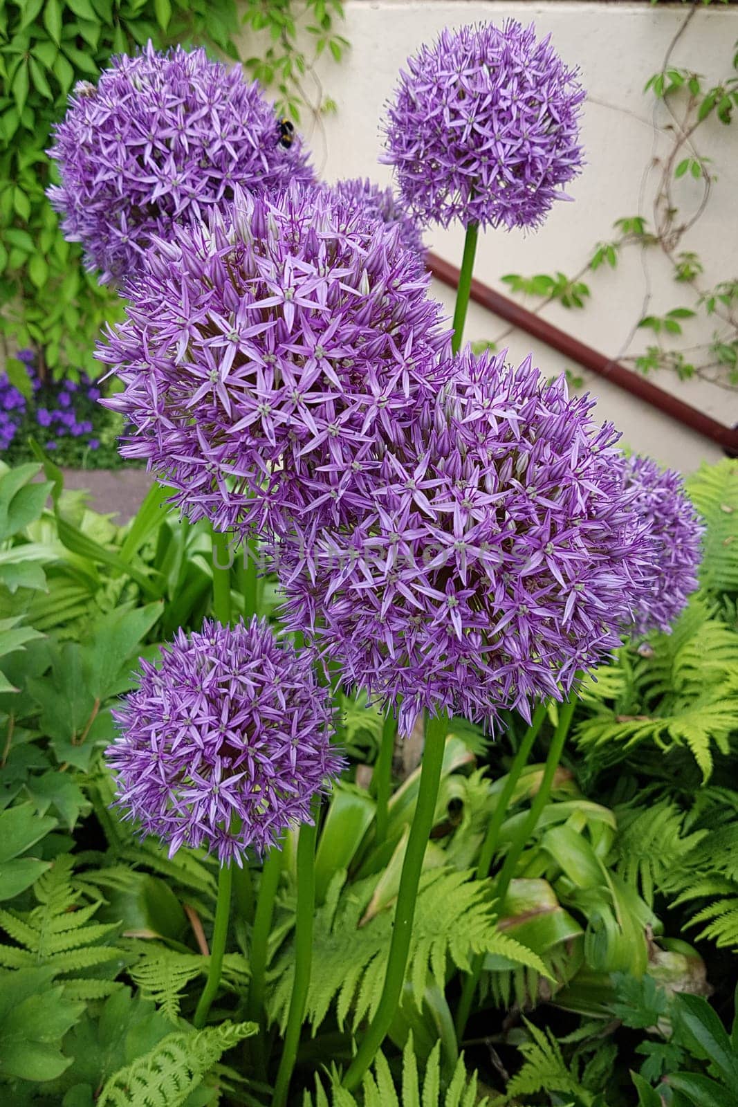 Zierlauch, Riesenlauch, Allium, Giganteum