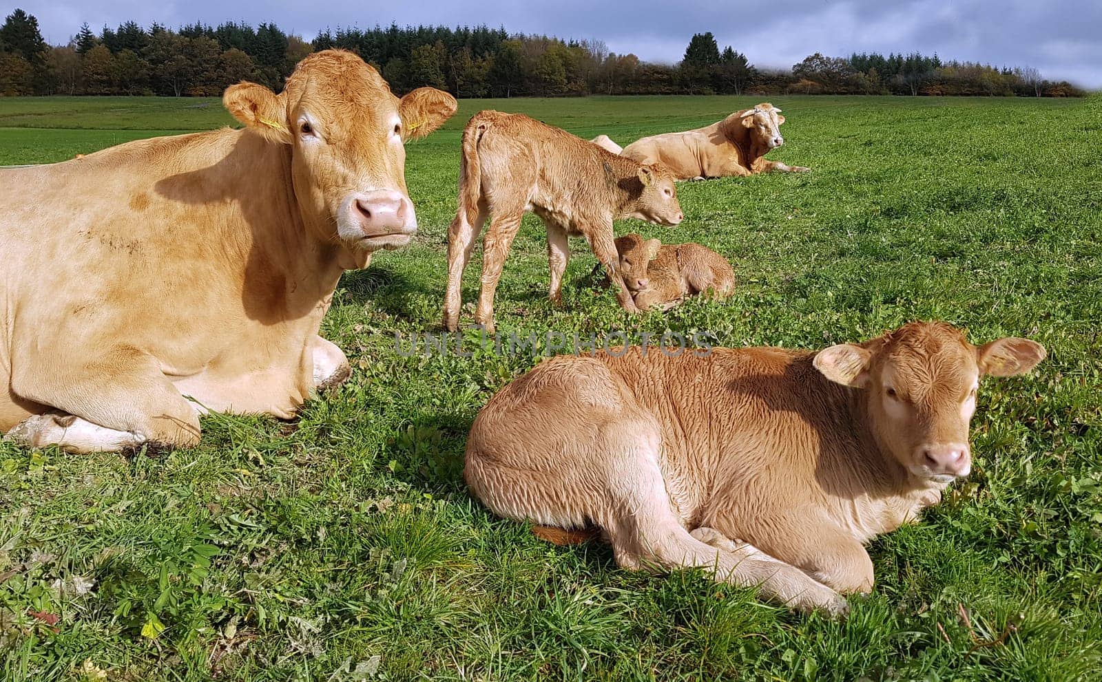 Aquitaine, Rinder, Kaelber