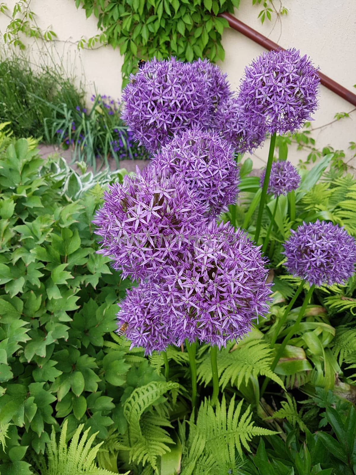 Zierlauch, Riesenlauch, Allium, Giganteum