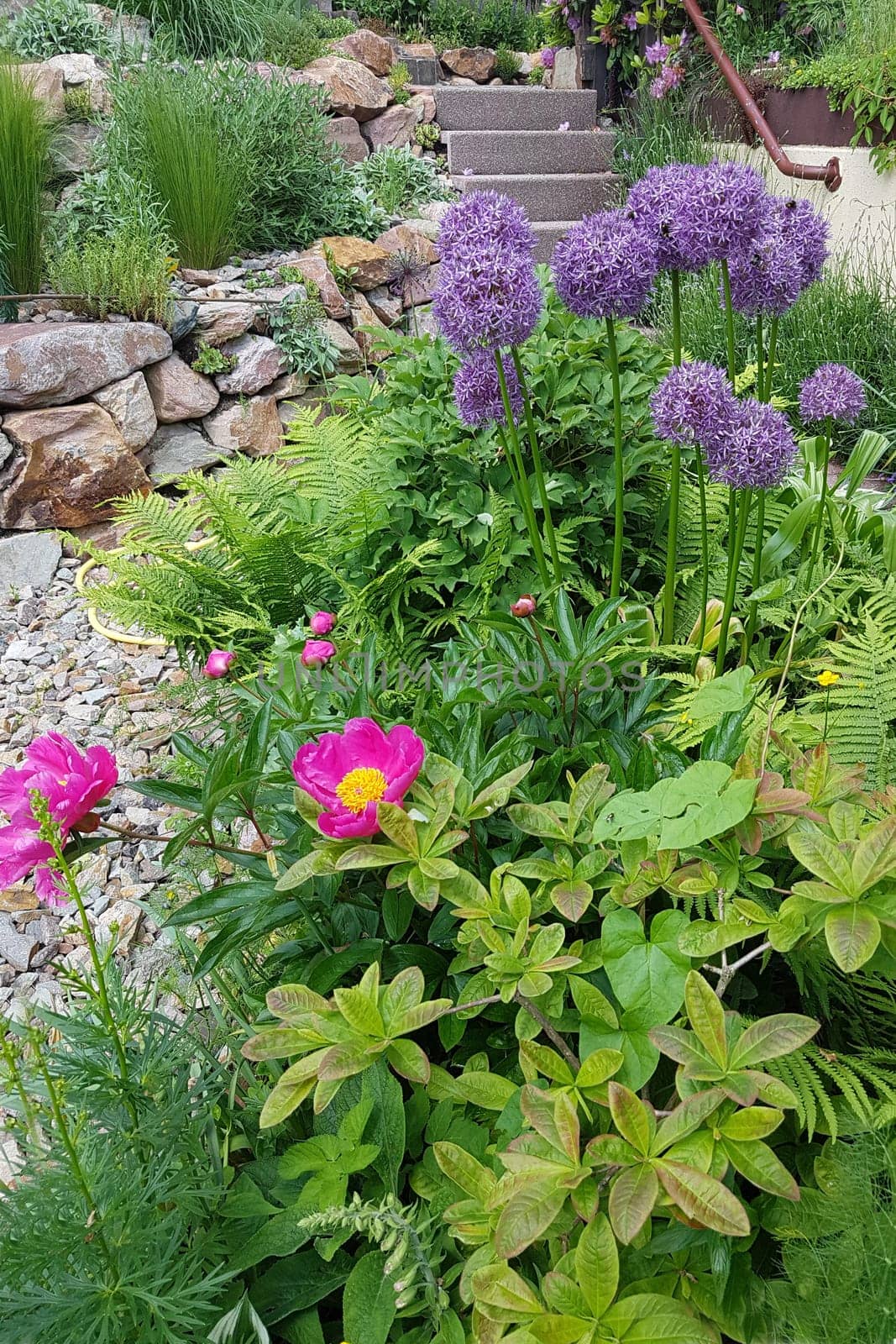 Zierlauch, Riesenlauch, Allium, Giganteum