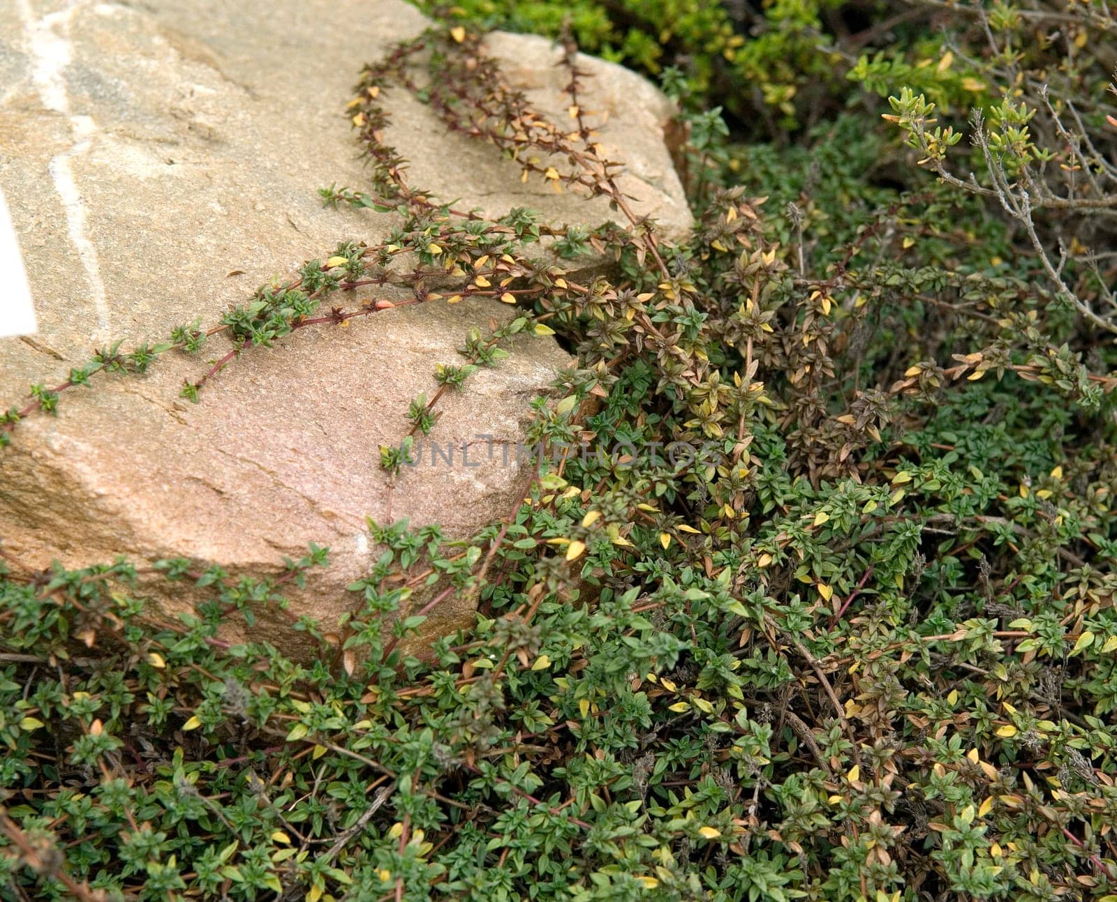 Kuemmel-Thymian  Thymus herba-barona