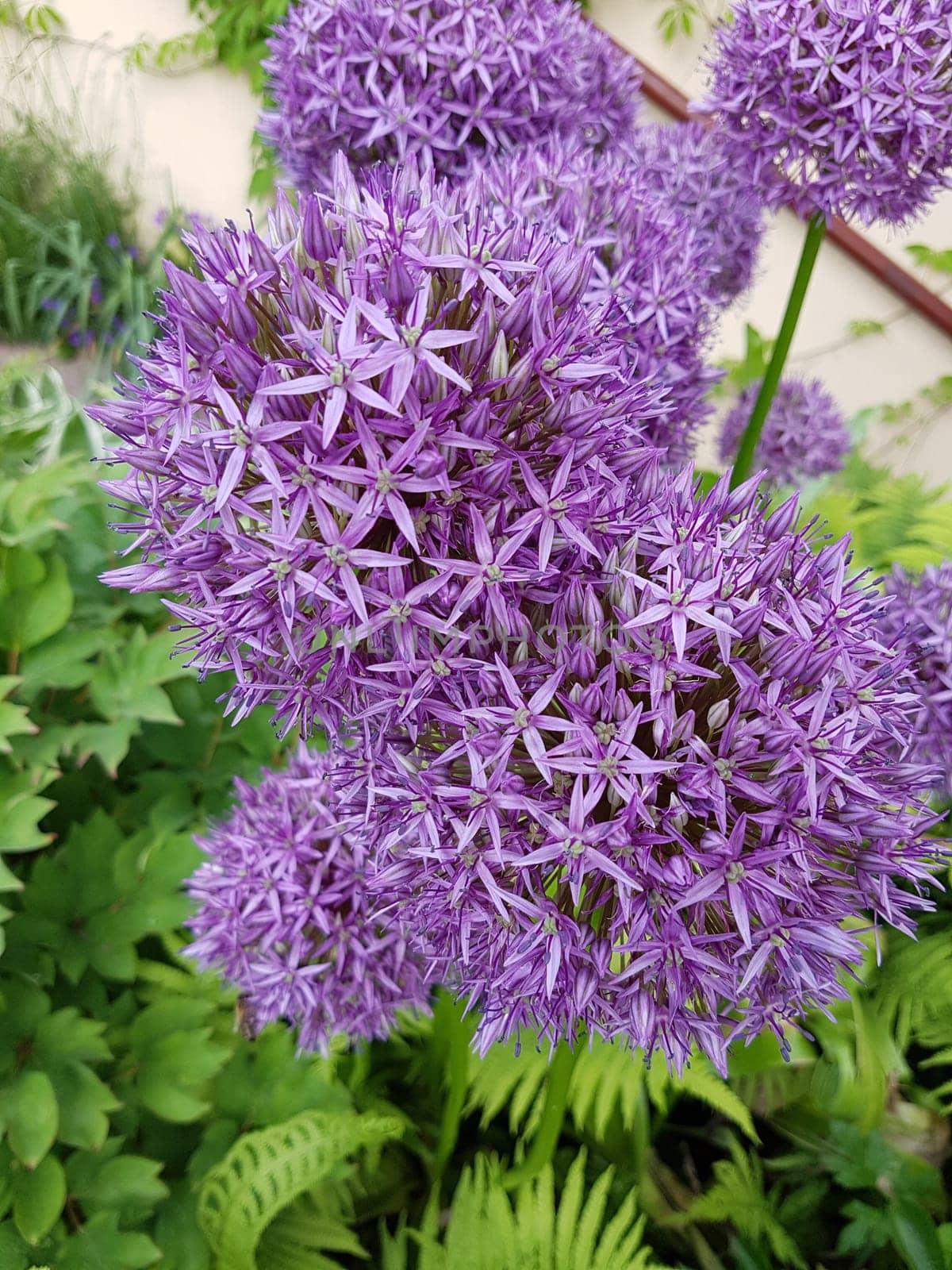 Zierlauch, Riesenlauch, Allium, Giganteum