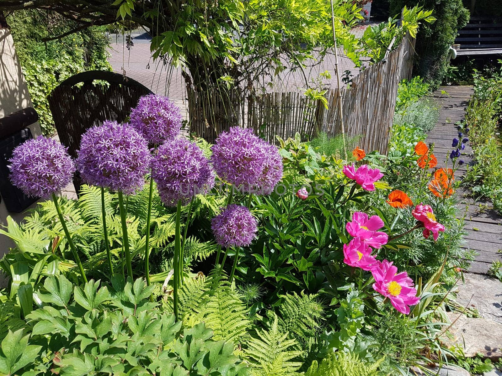 Zierlauch, Riesenlauch, Allium, Giganteum