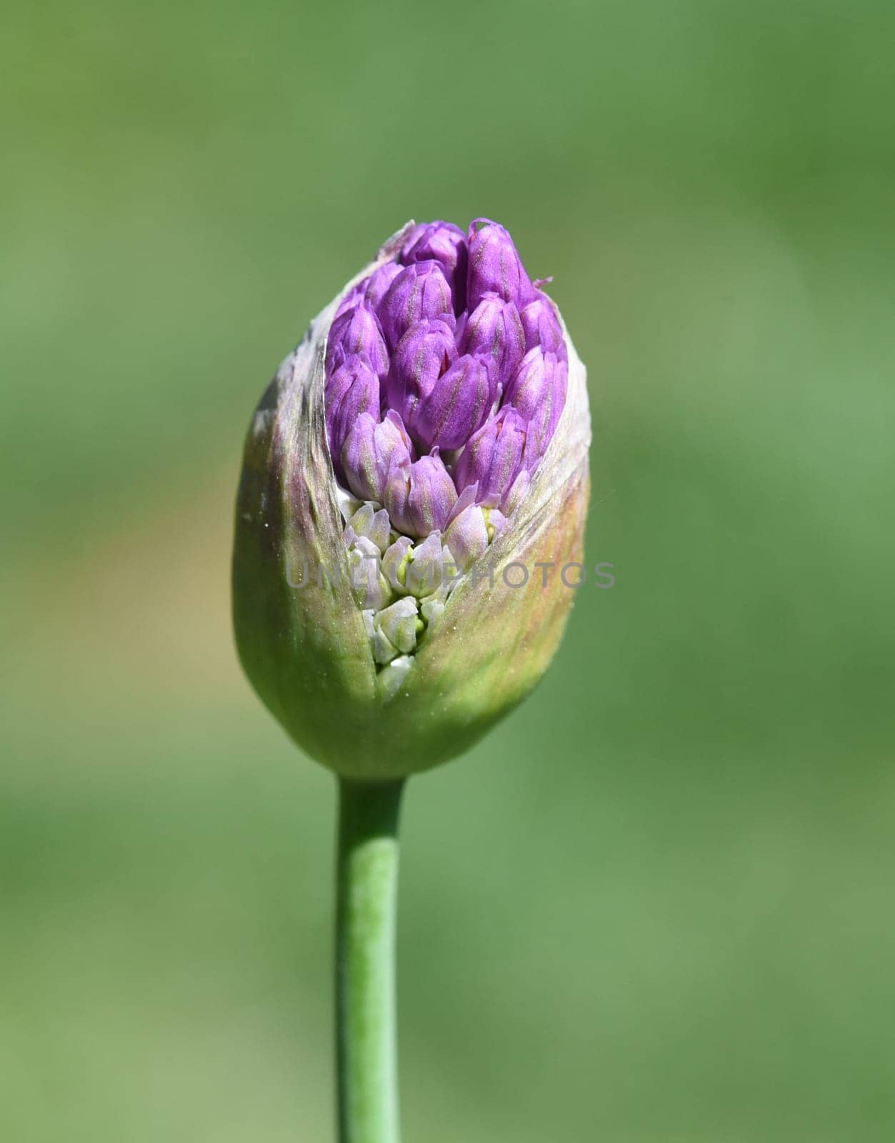 Zierlauch, Riesenlauch, Allium Giganteum ist eine wunderschoene Zierpflanze im Garten und hat lila Blueten. Ornamental Lily, Giant Lily, Allium Giganteum is a beautiful ornamental plant in the garden and has purple flowers.