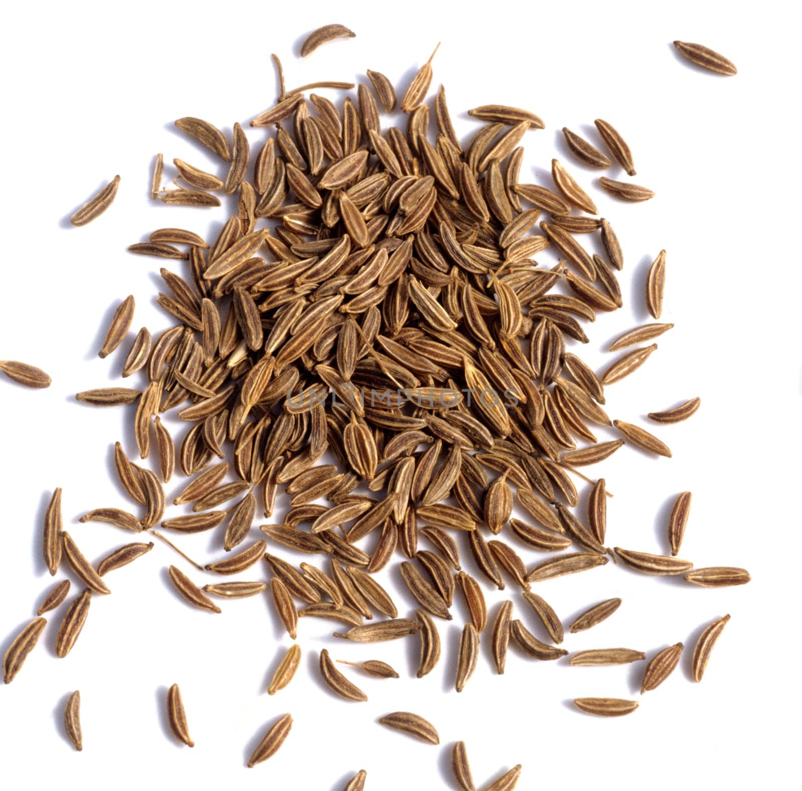 Kümmel, Carum carvi, Heilpflanze, Küchenkraut, Gewürzkraut, Gartenpflanze.