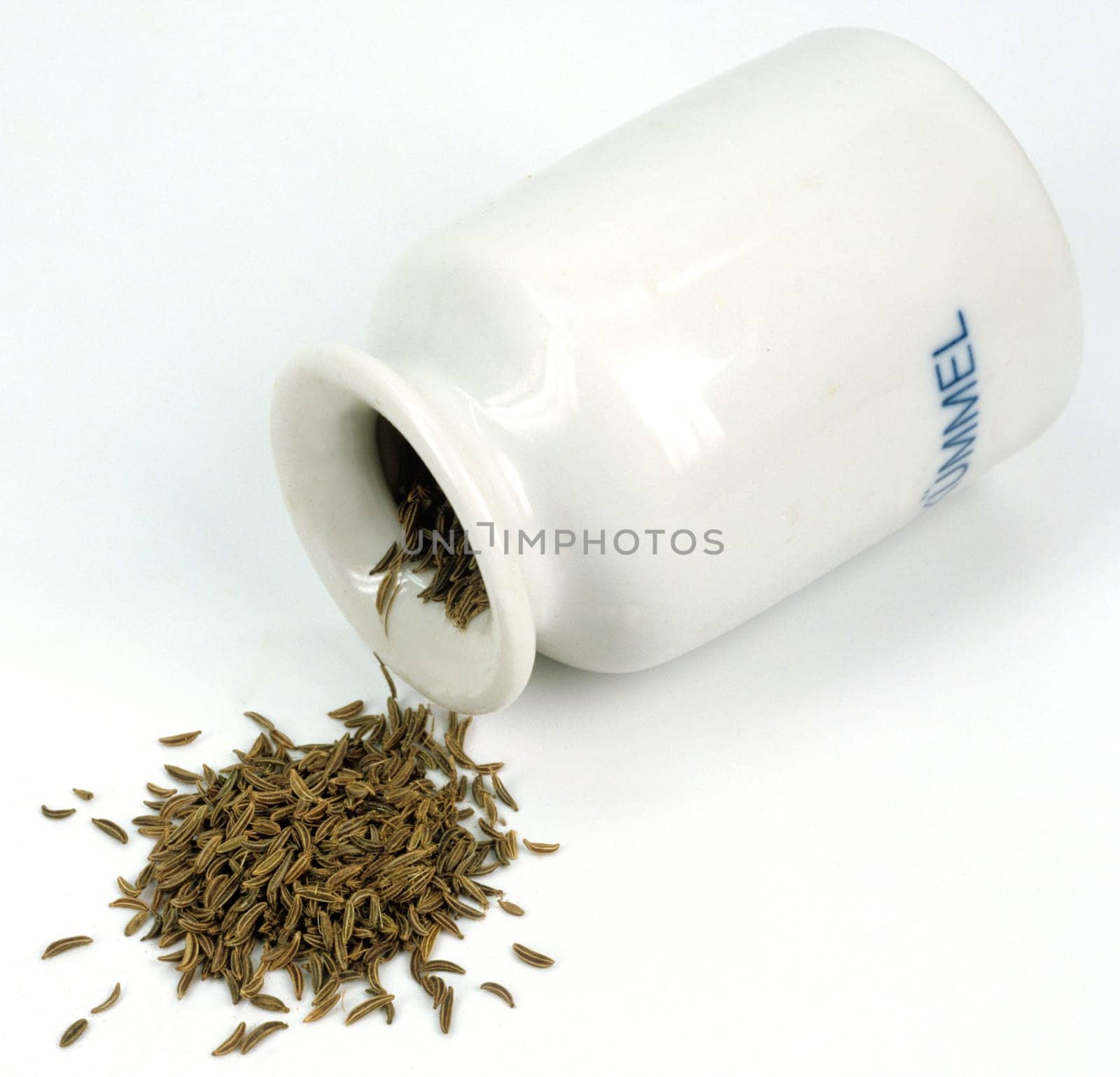 Kümmel, Carum carvi, Heilpflanze, Küchenkraut, Gewürzkraut, Gartenpflanze.