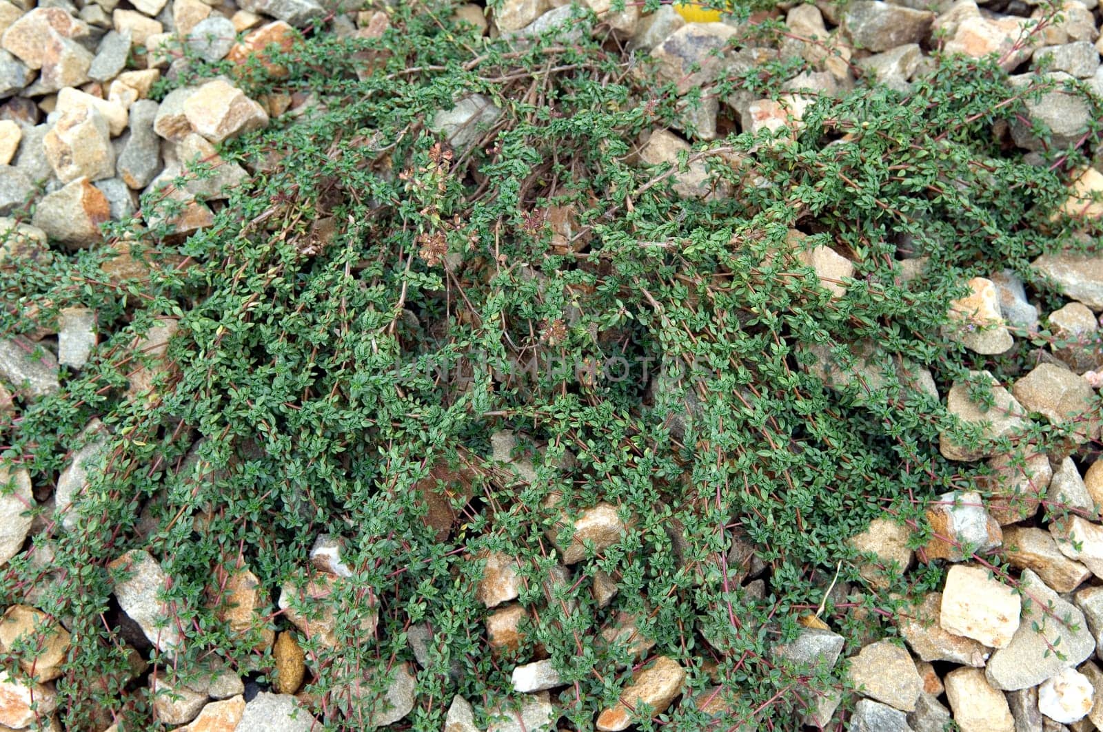 Kümmel-Thymian  Thymus herba-barona