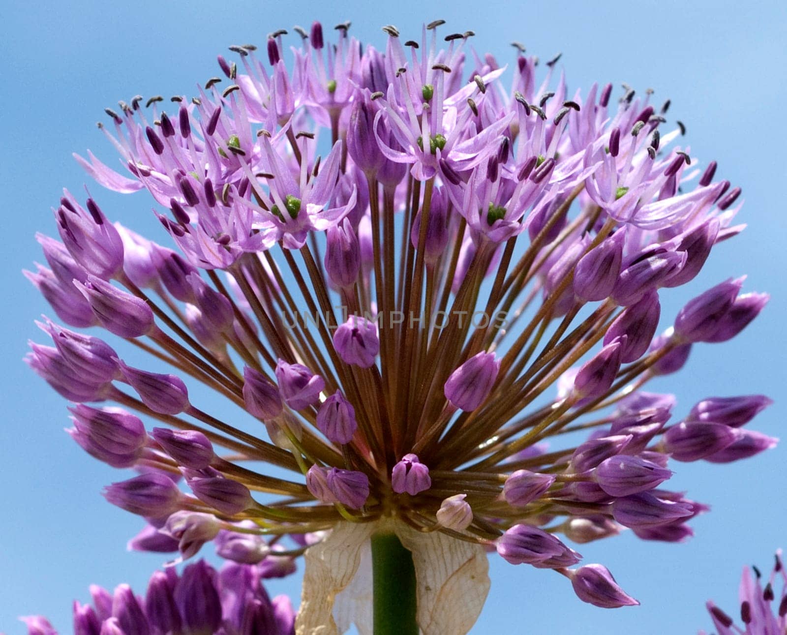 Zierlauch, Riesenlauch, Allium, Giganteum