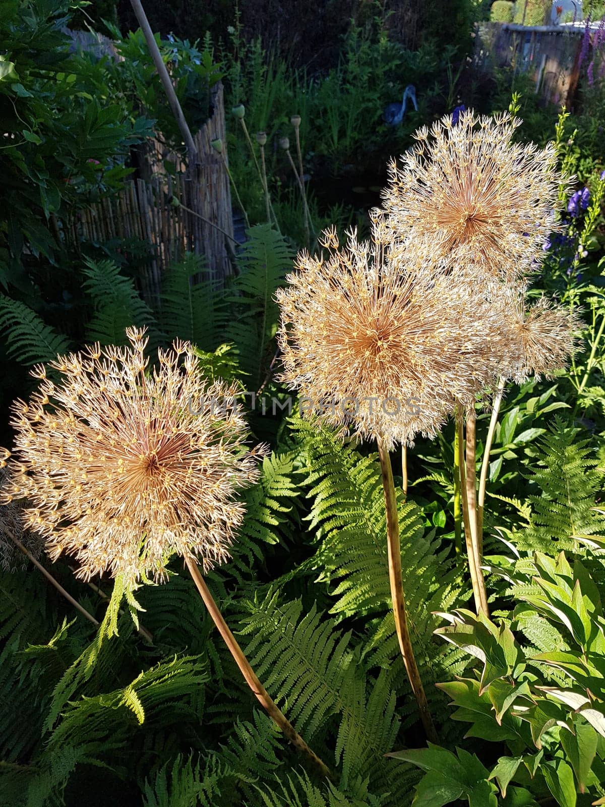 Zierlauch, Riesenlauch, Allium, Giganteum, Samenstand