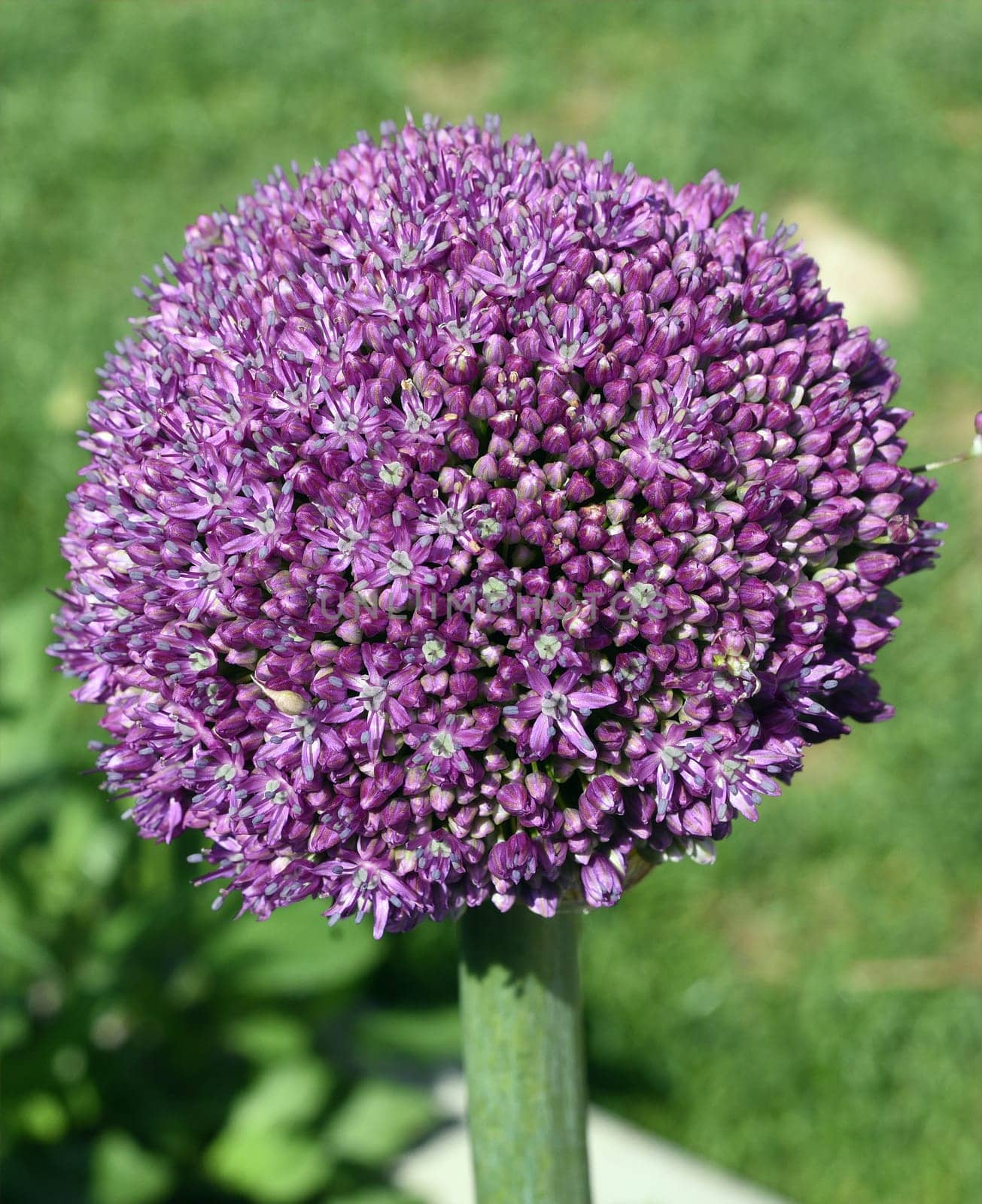 Zierlauch, Riesenlauch, Allium, Giganteum