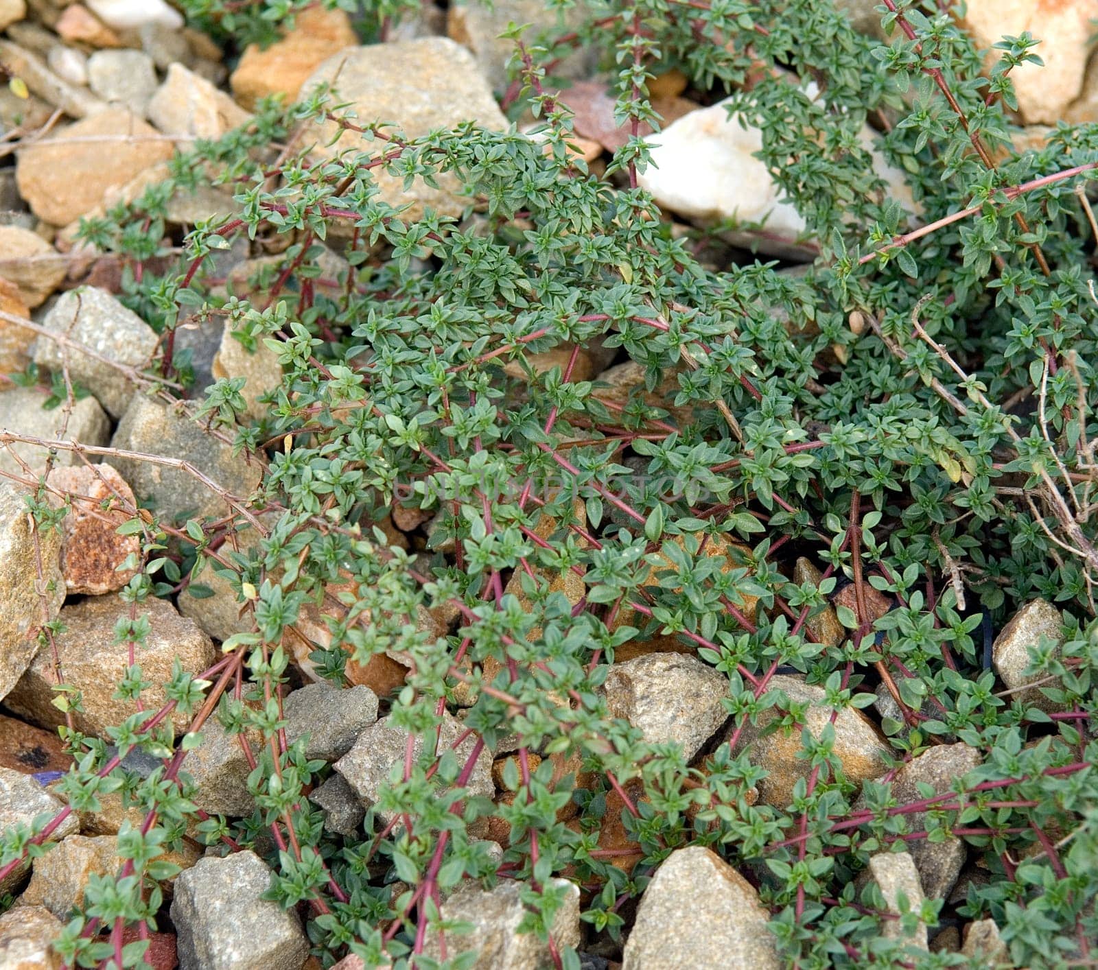 Kümmel-Thymian  Thymus herba-barona