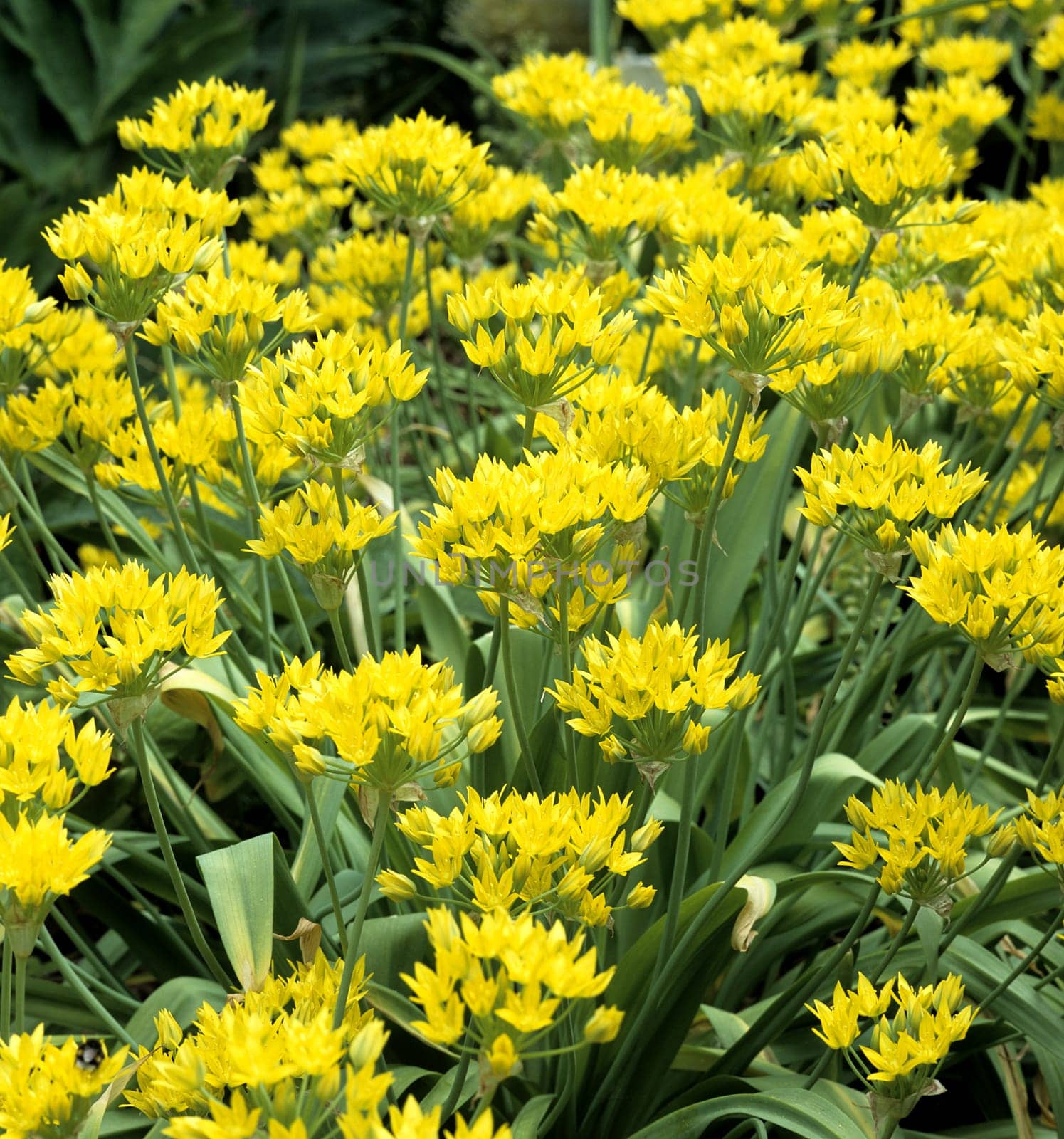 Zierlauch, Allium, moly
