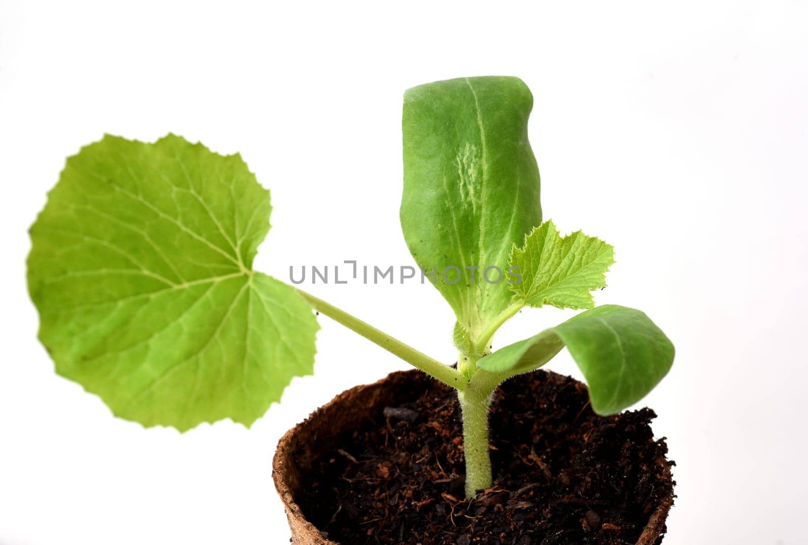 Kuerbispflanze, Jungpflanze, Cucurbita, Keimling