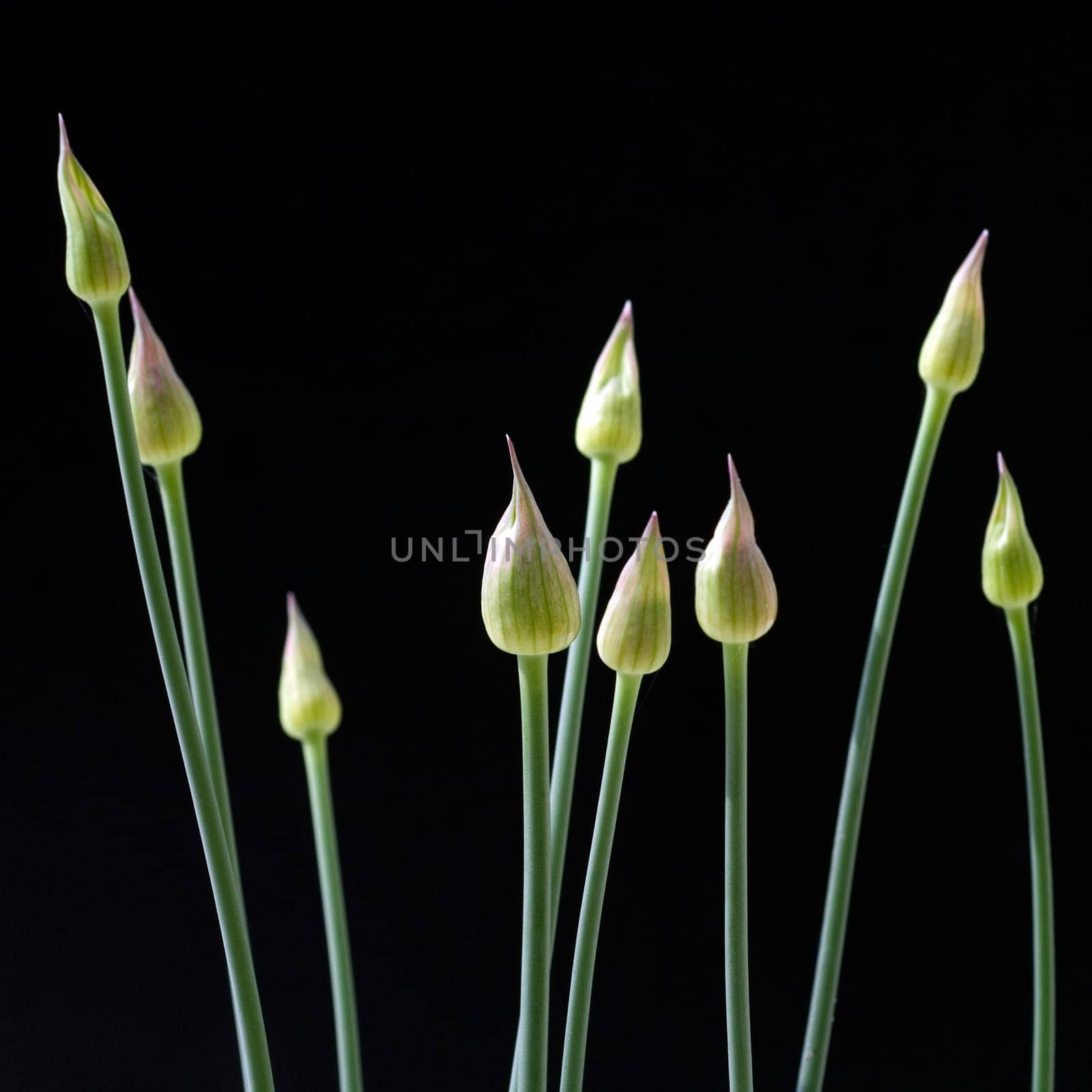 Zierlauchknospen, Allium