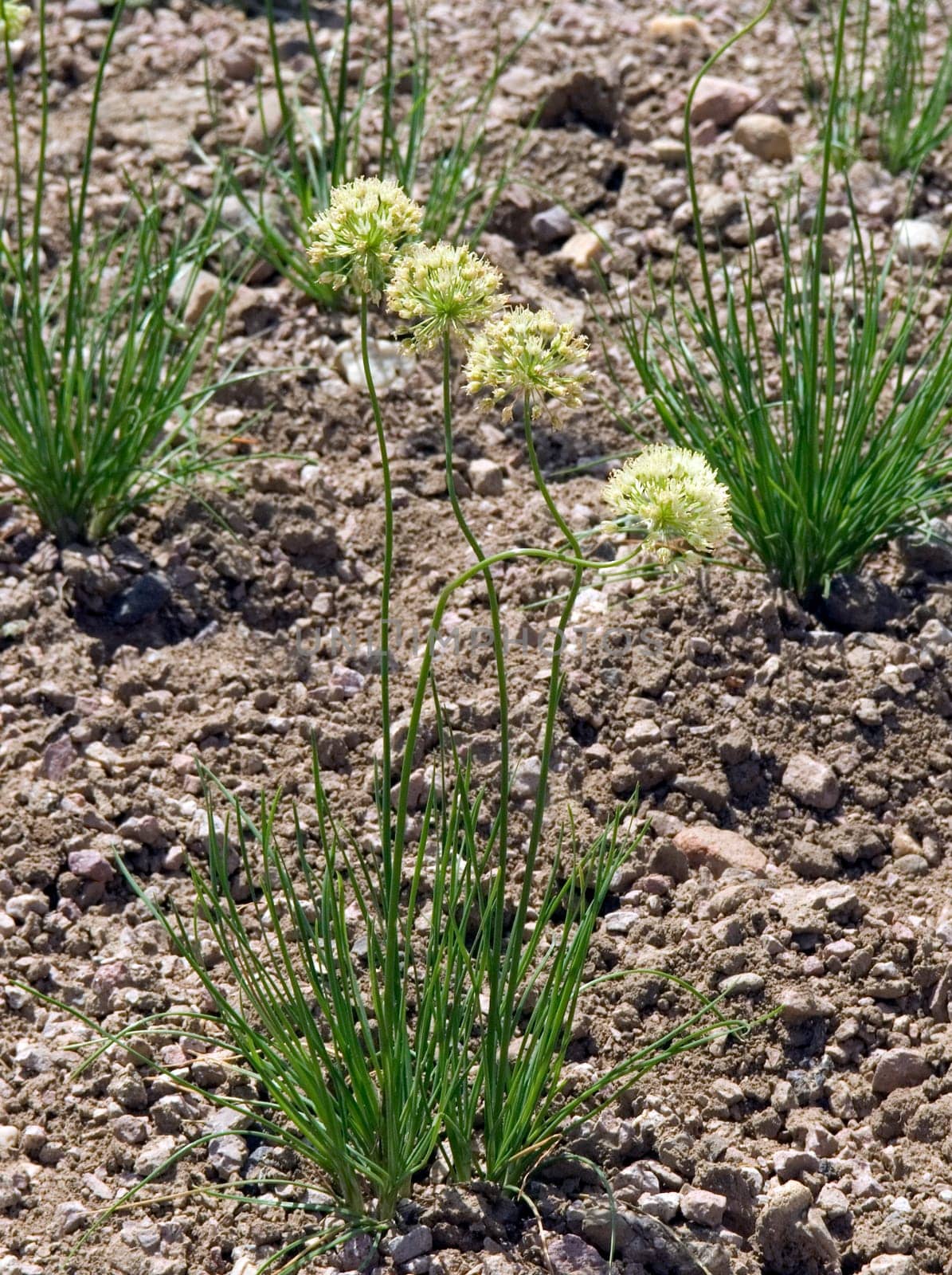 Zierlauch  Allium flavescens