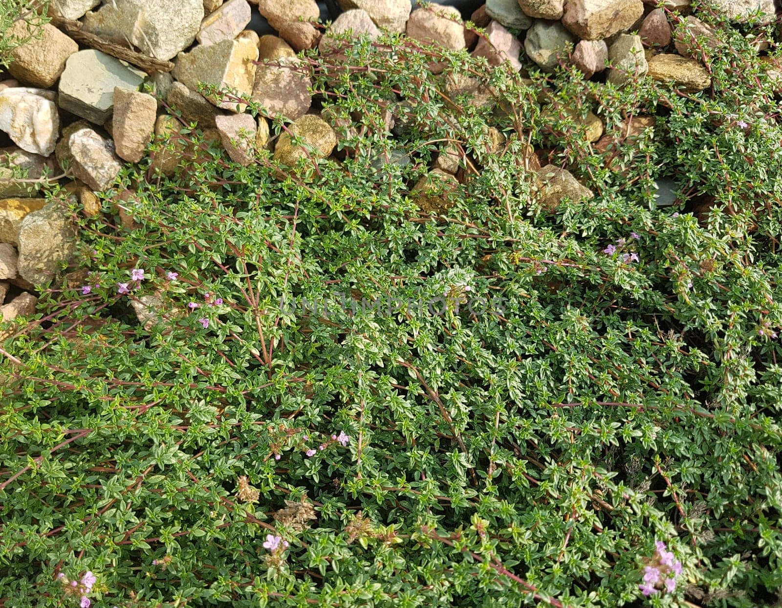 Kuemmelthymian, Thymian, Kraeuter, Heilpflanze