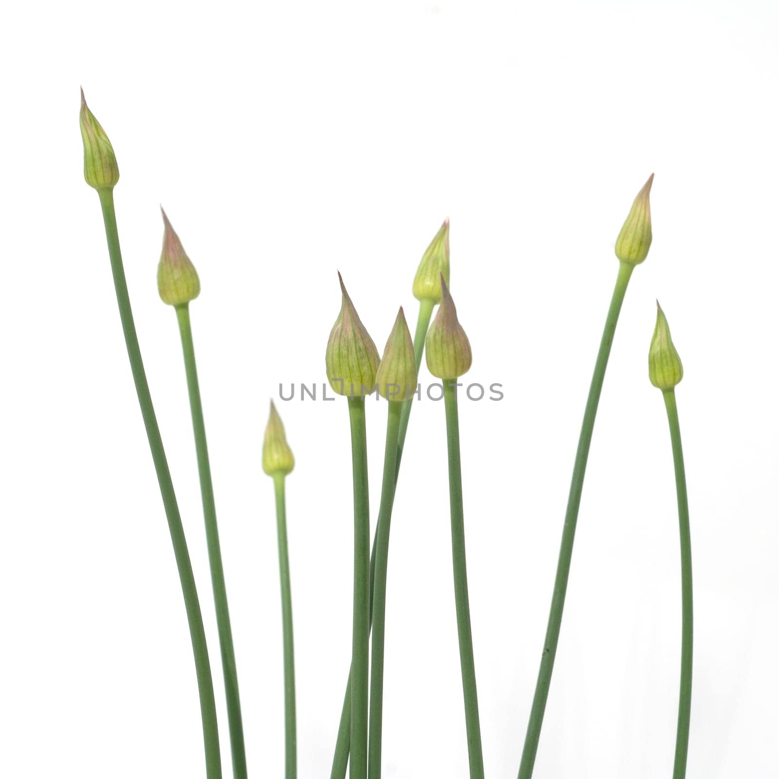 Zierlauchknospen, Allium