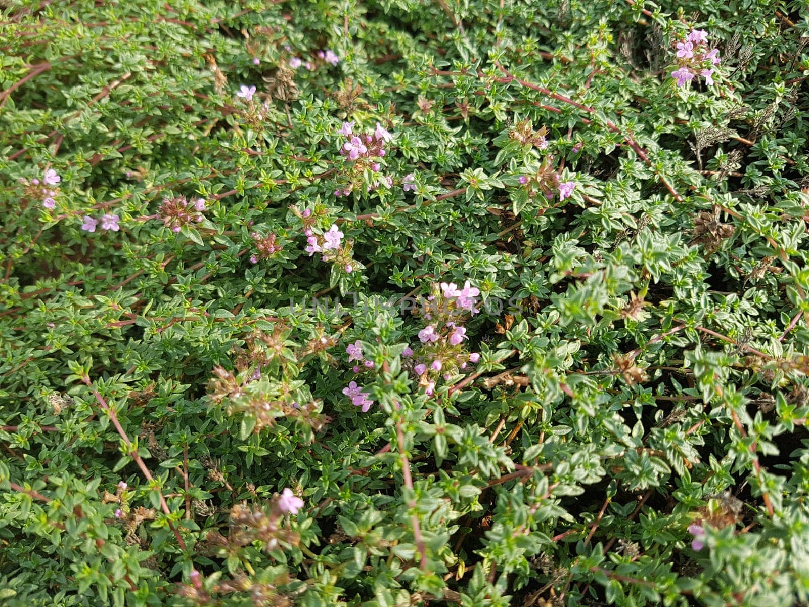 Kuemmelthymian, Thymian, Kraeuter, Heilpflanze