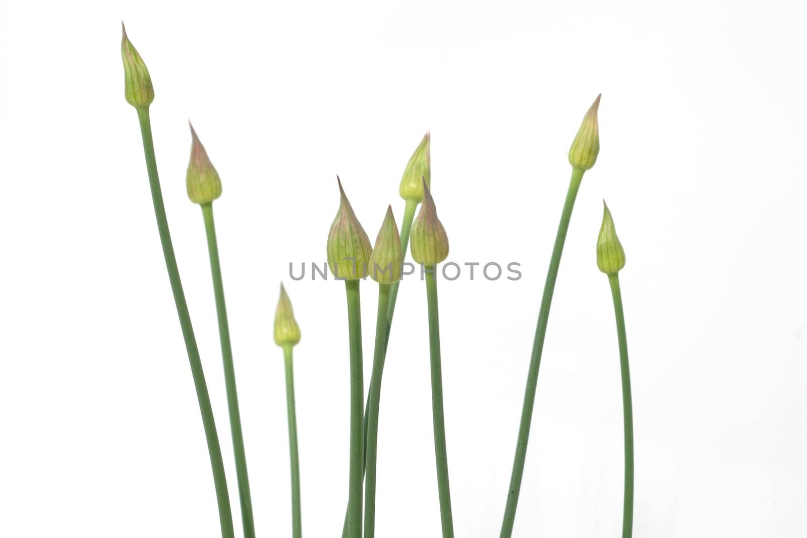 Zierlauchknospen, Allium