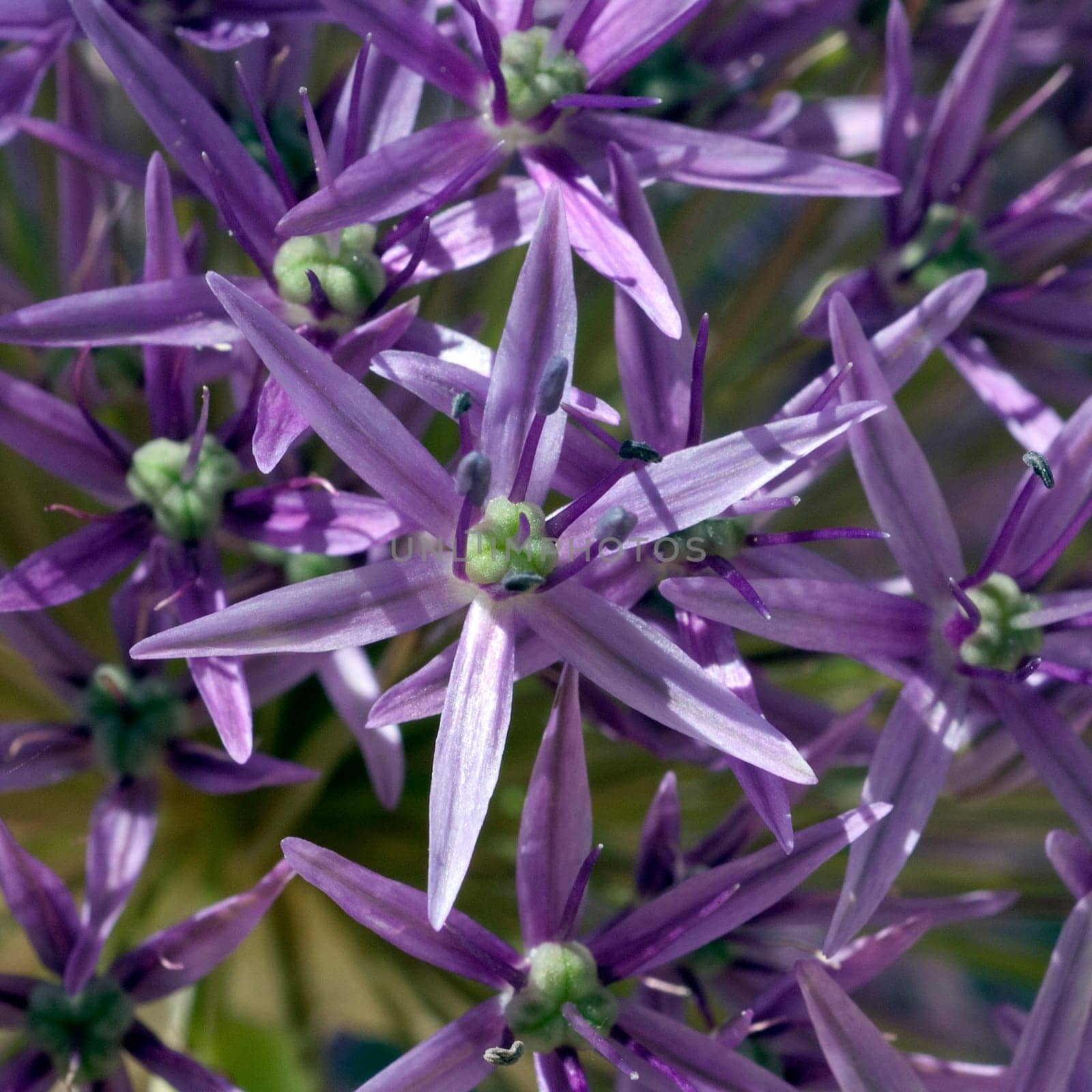 Riesenlauch, Allium, giganteum