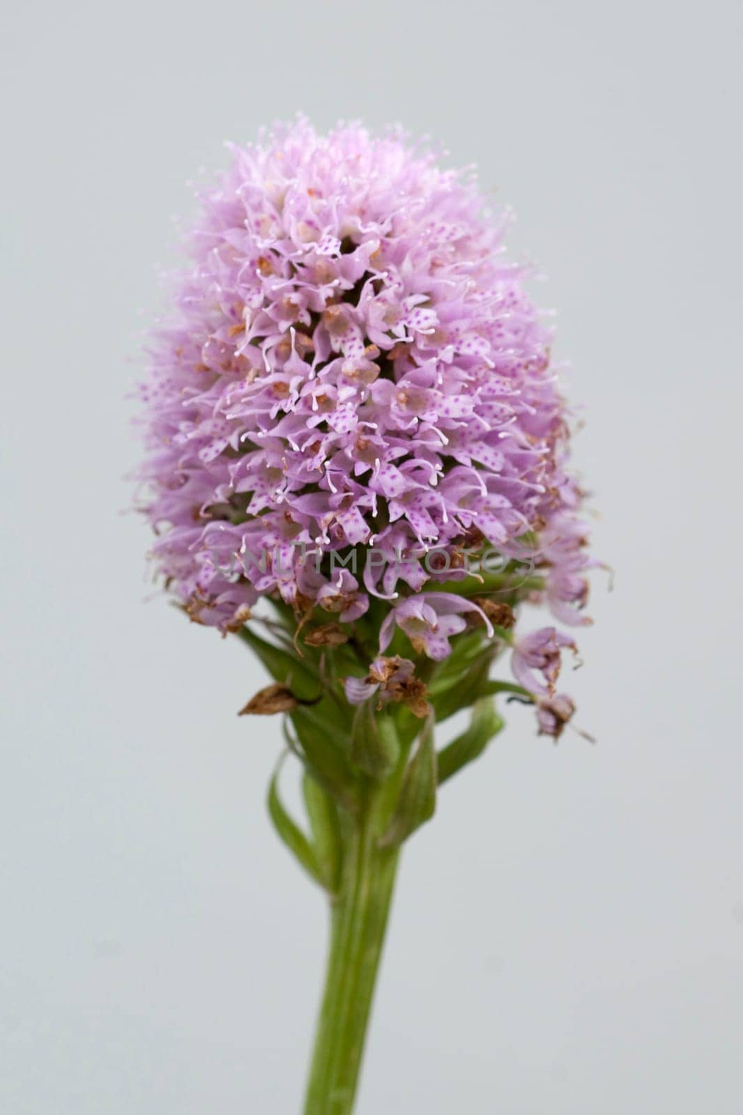 Kugelbluetiges, Knabenkraut, Kugelorchis, Traunsteinera, globosa