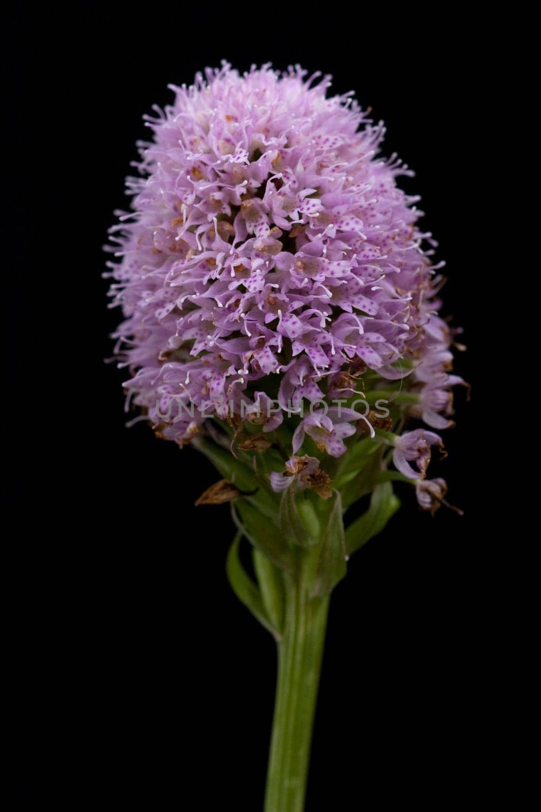 Kugelbluetiges, Knabenkraut, Kugelorchis, Traunsteinera, globosa