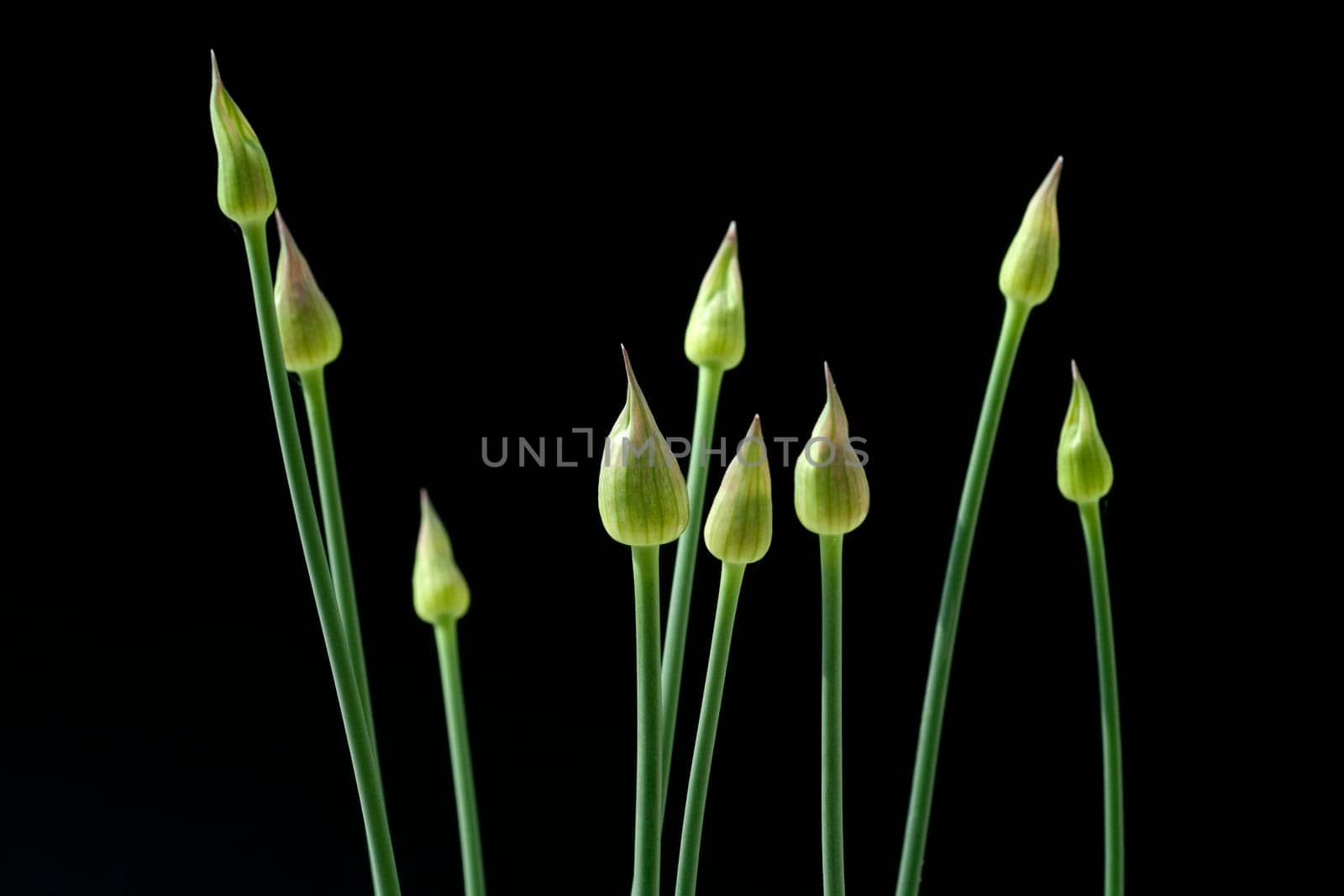 Zierlauchknospen, Allium