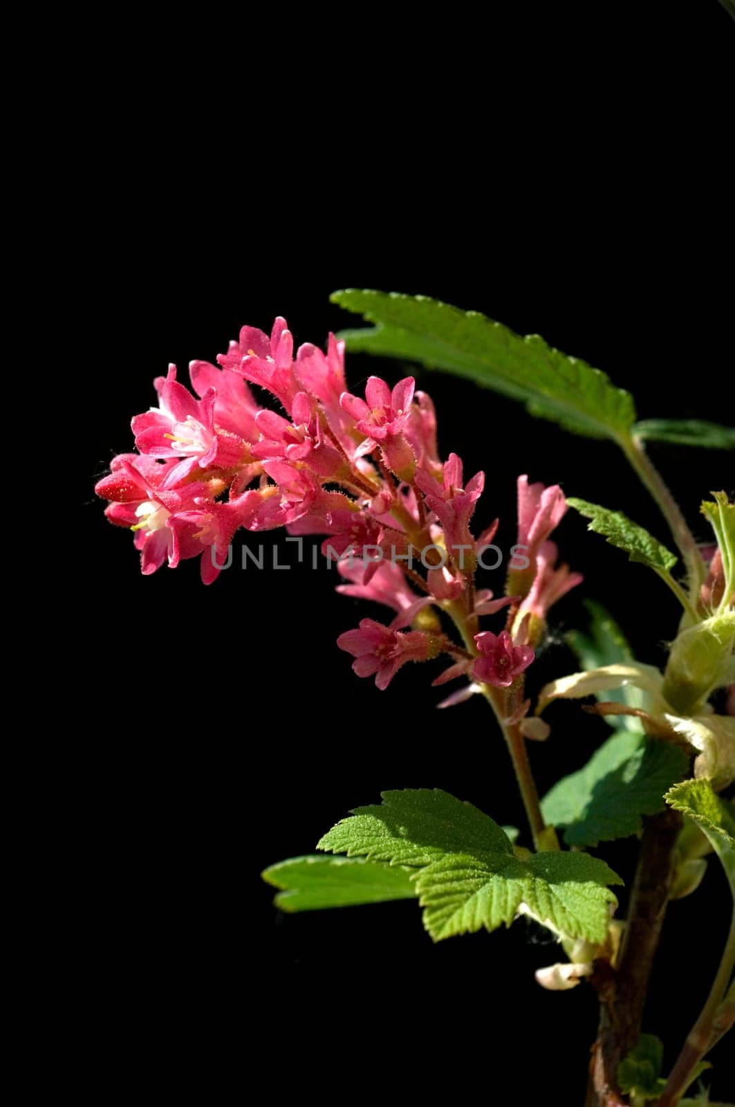 Blutjohannisbeere  Zierjohannisbeeren