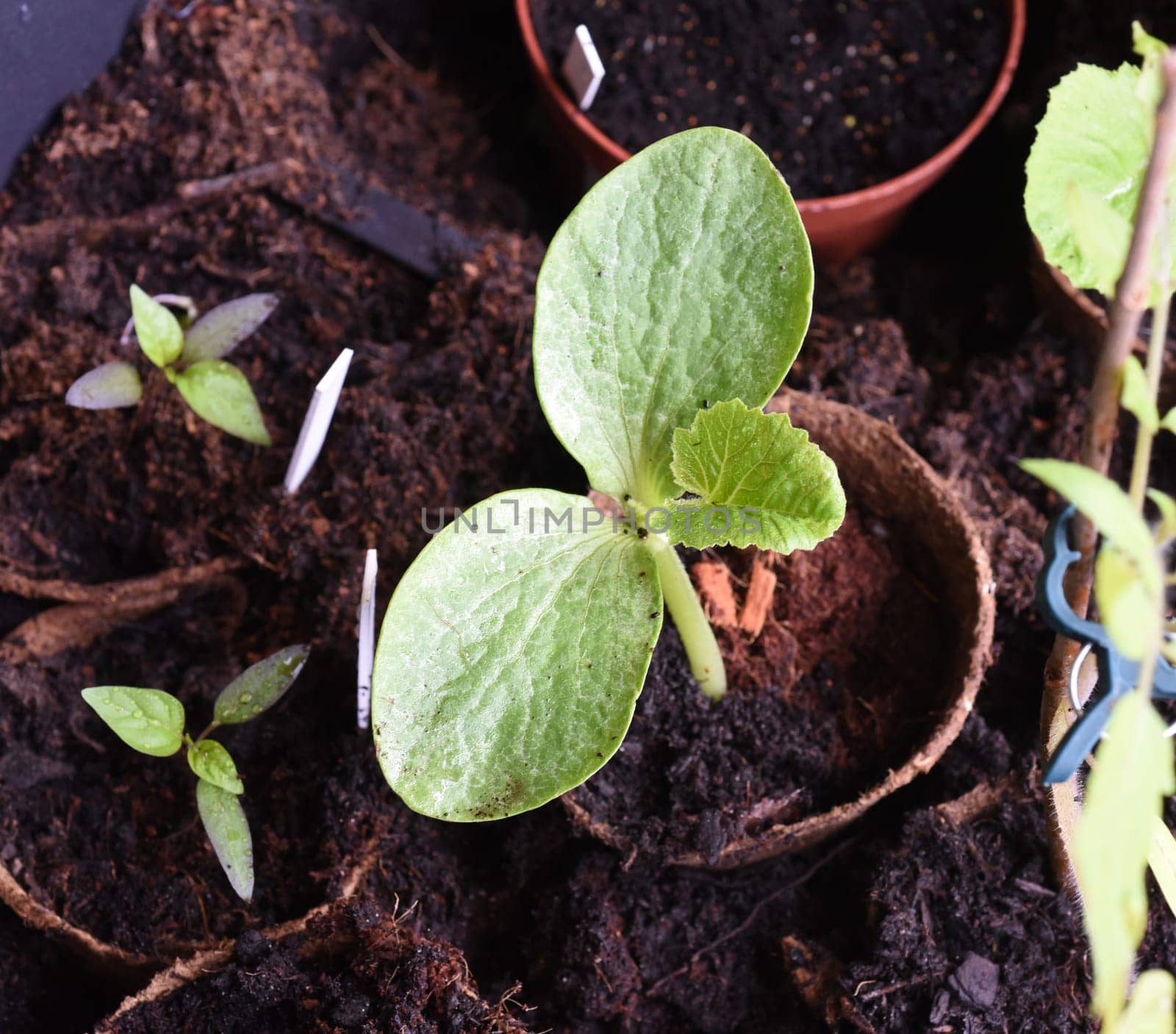 Kuerbispflanze, Jungpflanze, Cucurbita, Keimling