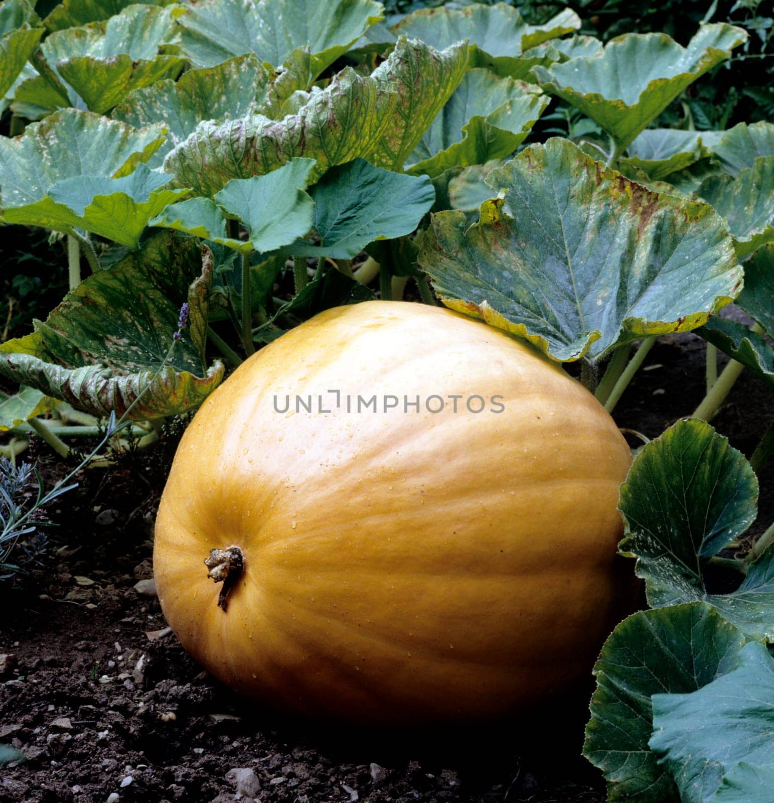 Kuerbis, Curcurbita maxxima, Speisekürbis, Gartenfrucht, Kuerbisse, Cucurbita, Halloween.