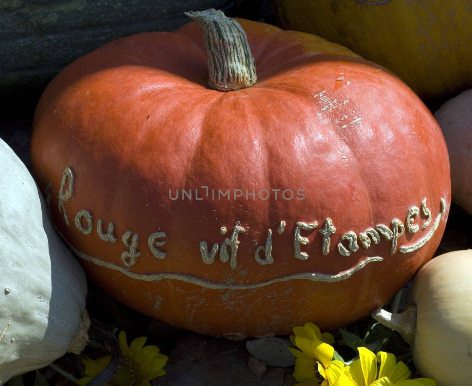 Rouge Vif d'Etampes  Cucurbita maxima  Kuerbis