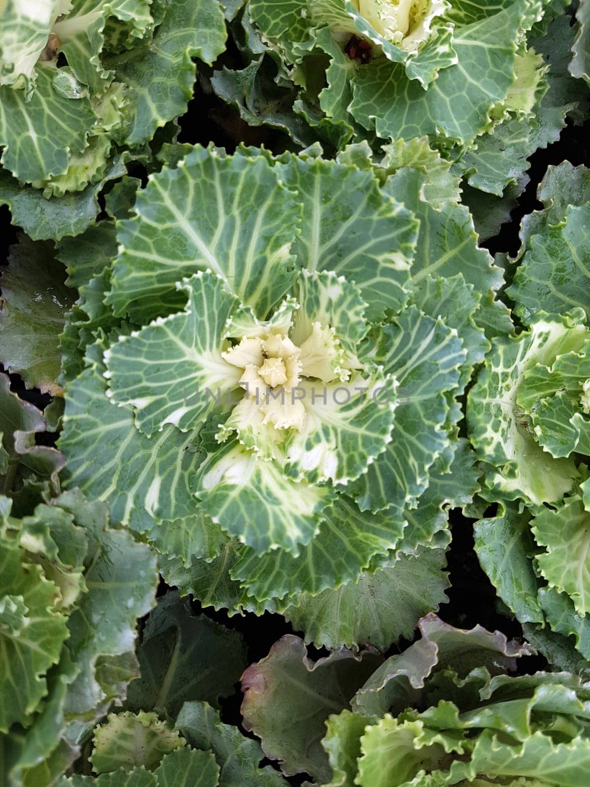 Zierkohl, Brassica, oleracea, var., acephala