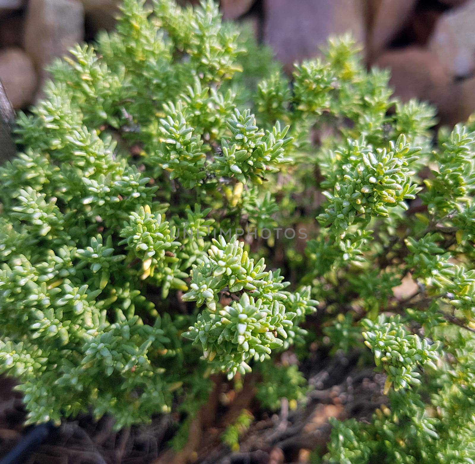 Kugelthymian, weiss, Thymian, Kraeuter, Heilpflanze