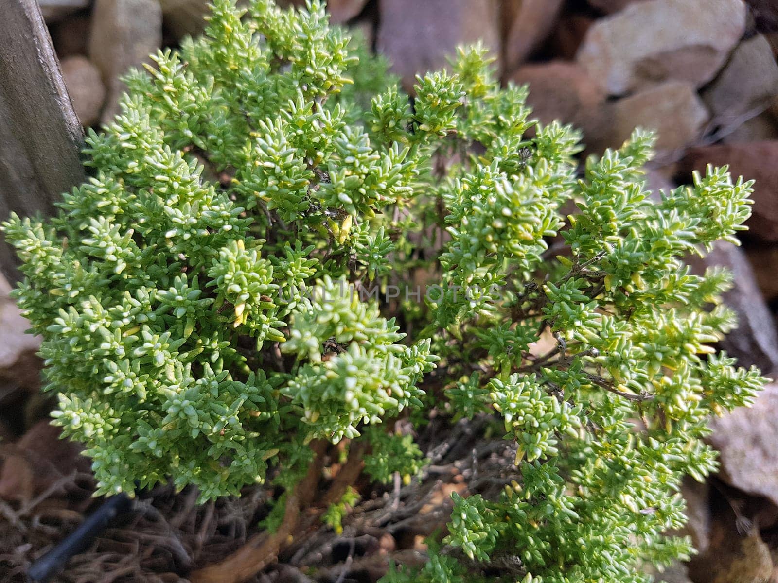 Kugelthymian, weiss, Thymian, Kraeuter, Heilpflanze