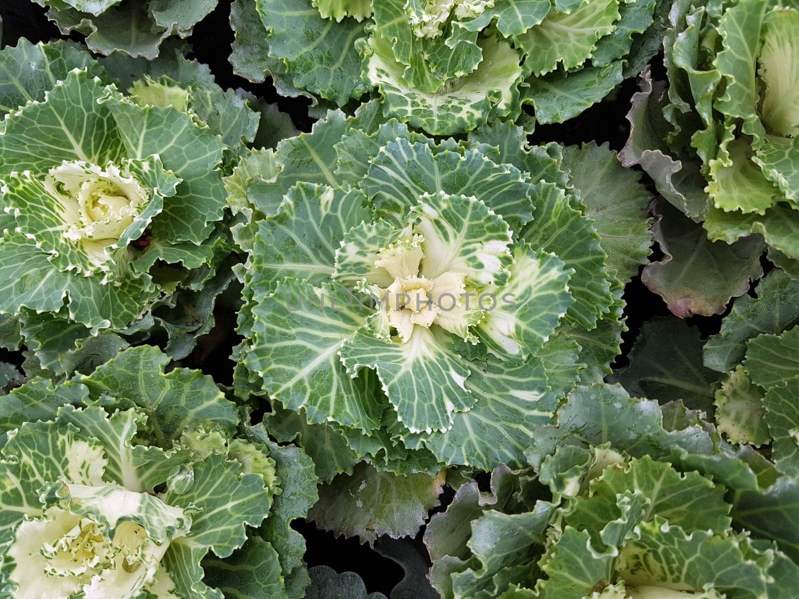Zierkohl, Brassica, oleracea, var., acephala