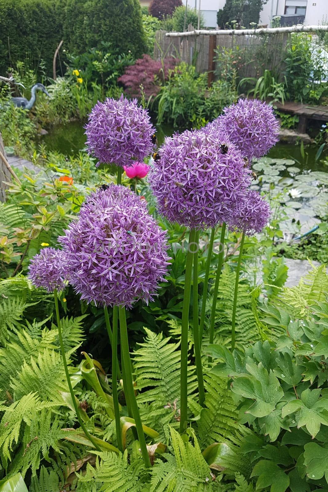 Zierlauch, Riesenlauch, Allium, Giganteum