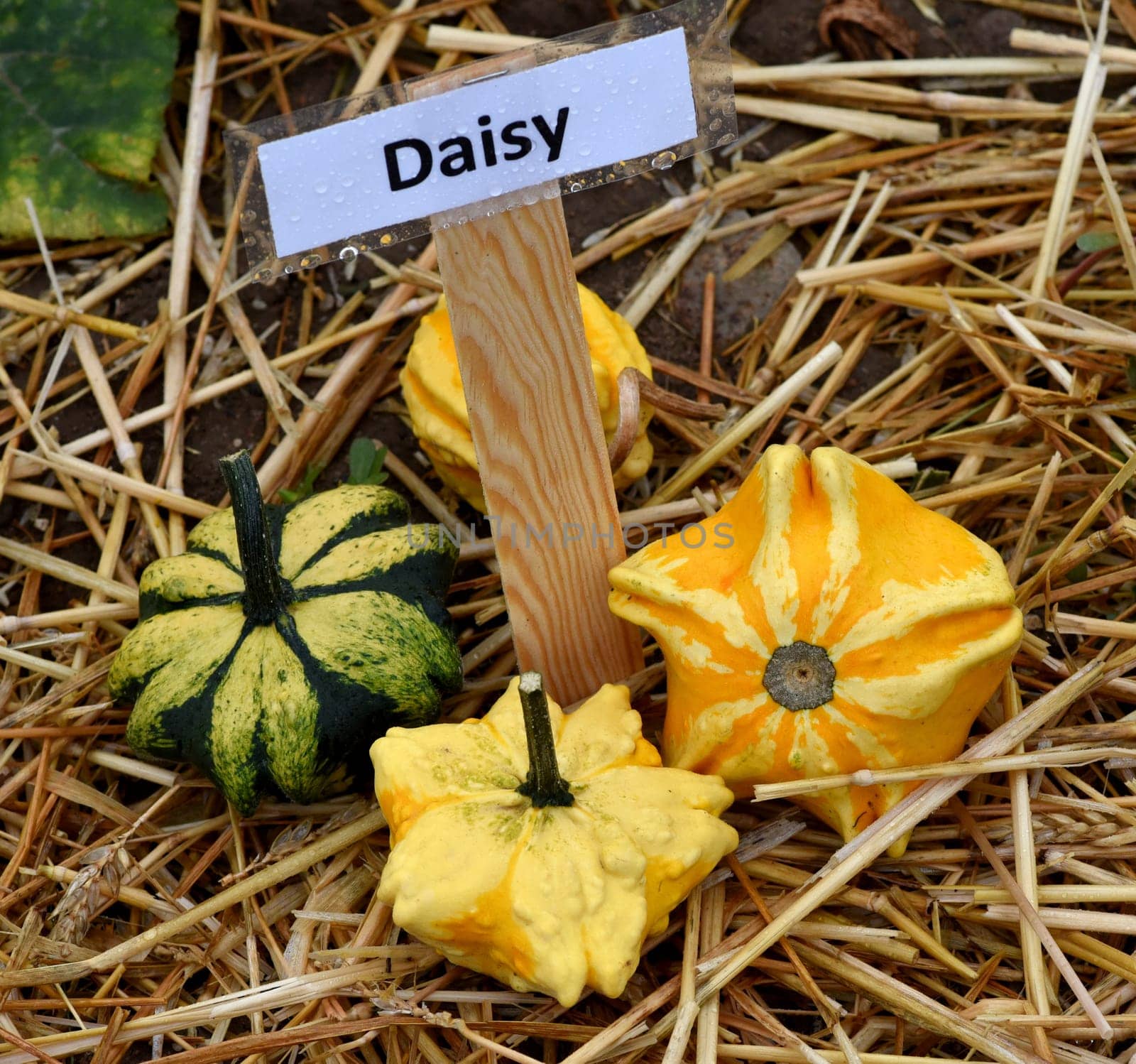 Daisy, ist ein Zierkuerbis und eine schoene attraktive Gartenfrucht. Daisy, is a Ornamental pumpkin  and a beautiful attractive garden fruit.
