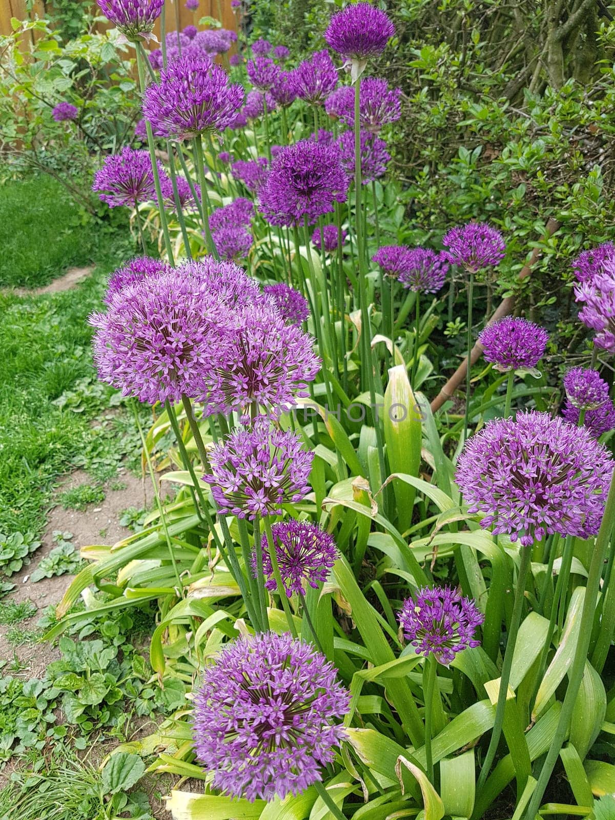 Zierlauch, Riesenlauch, Allium Giganteum ist eine wunderschoene Zierpflanze im Garten und hat lila Blueten. Ornamental Lily, Giant Lily, Allium Giganteum is a beautiful ornamental plant in the garden and has purple flowers.