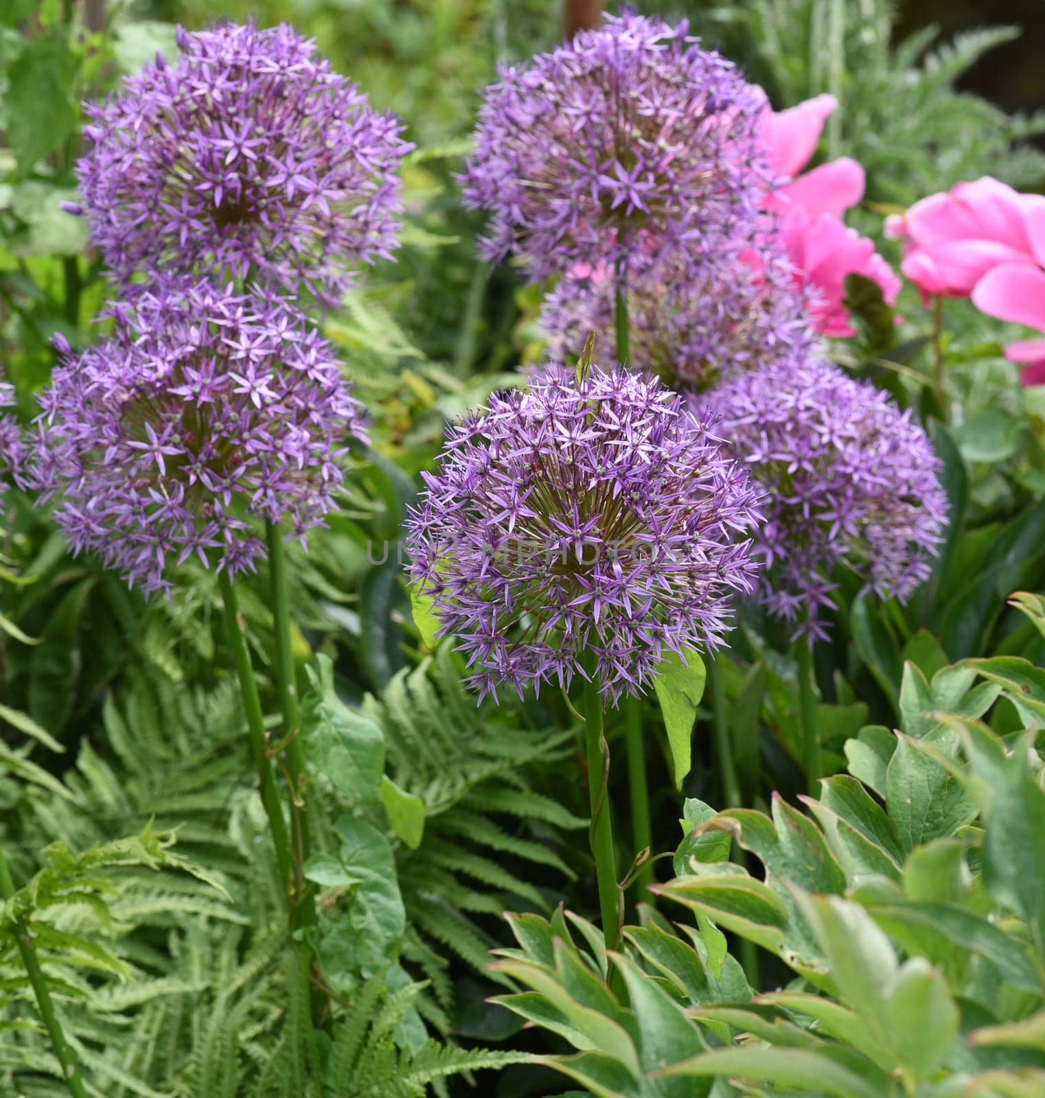 Zierlauch, Riesenlauch, Allium Giganteum ist eine wunderschoene Zierpflanze im Garten und hat lila Blueten. Ornamental Lily, Giant Lily, Allium Giganteum is a beautiful ornamental plant in the garden and has purple flowers.