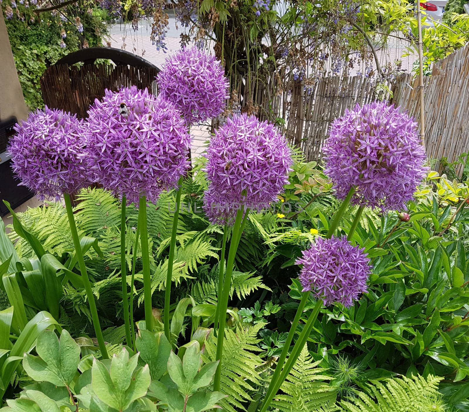 Zierlauch, Riesenlauch, Allium, Giganteum