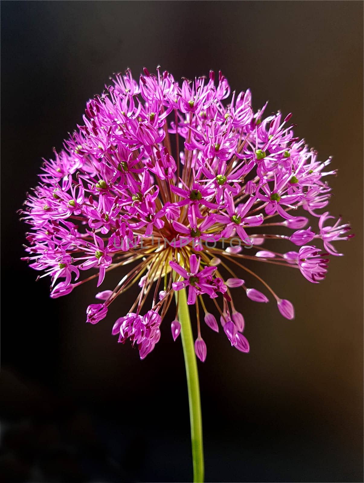 Zierlauch, Riesenlauch, Allium