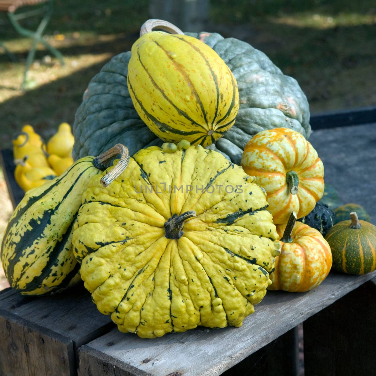 Kuerbis, Cucurbita, pepo