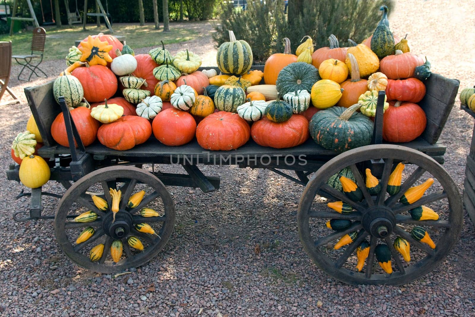 Kuerbis, Cucurbita, pepo