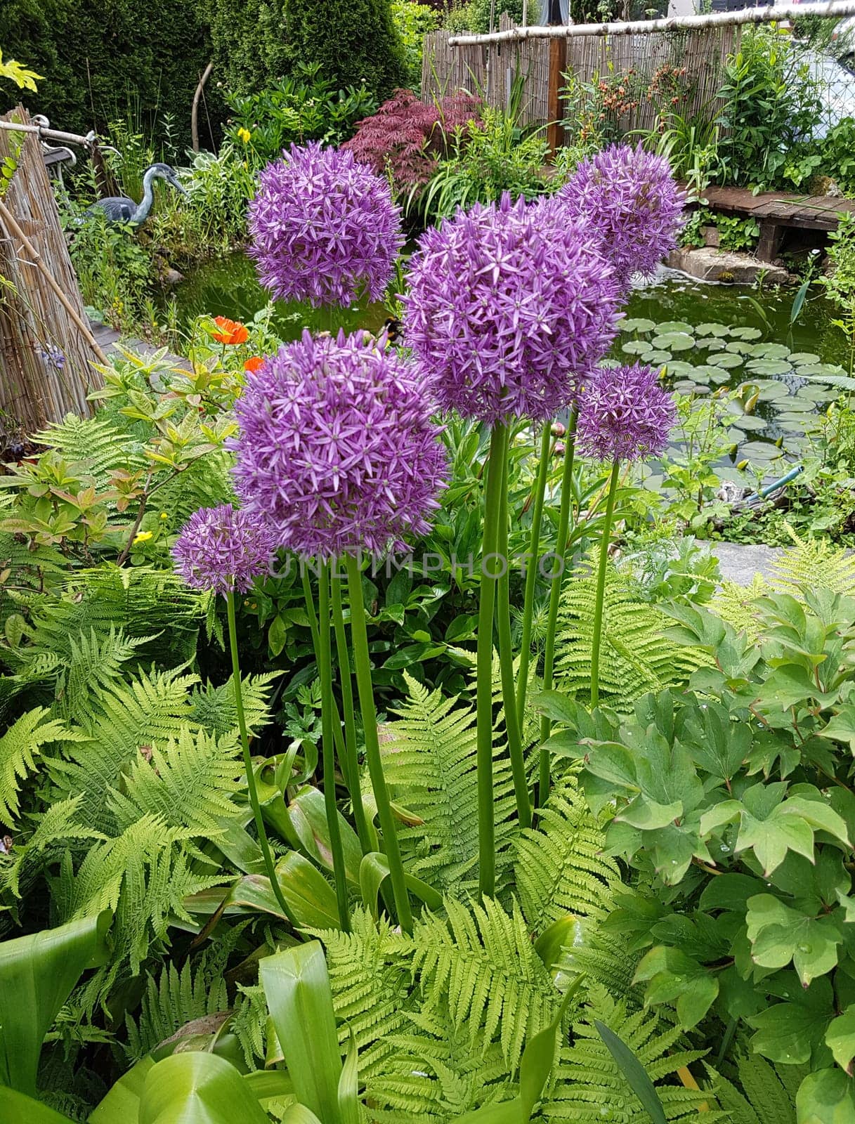 Zierlauch, Riesenlauch, Allium, Giganteum