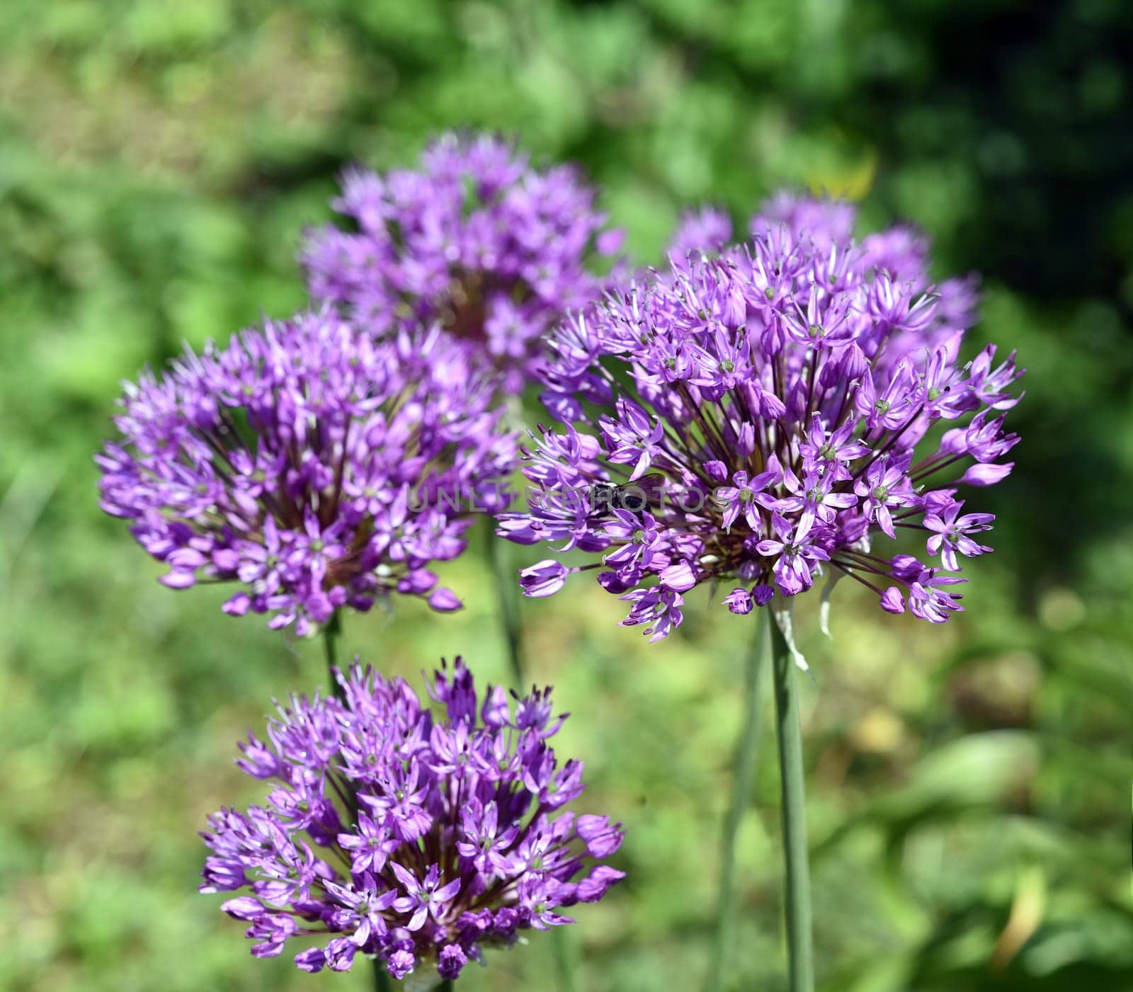 Zierlauch, Riesenlauch, Allium Giganteum ist eine wunderschoene Zierpflanze im Garten und hat lila Blueten. Ornamental Lily, Giant Lily, Allium Giganteum is a beautiful ornamental plant in the garden and has purple flowers.