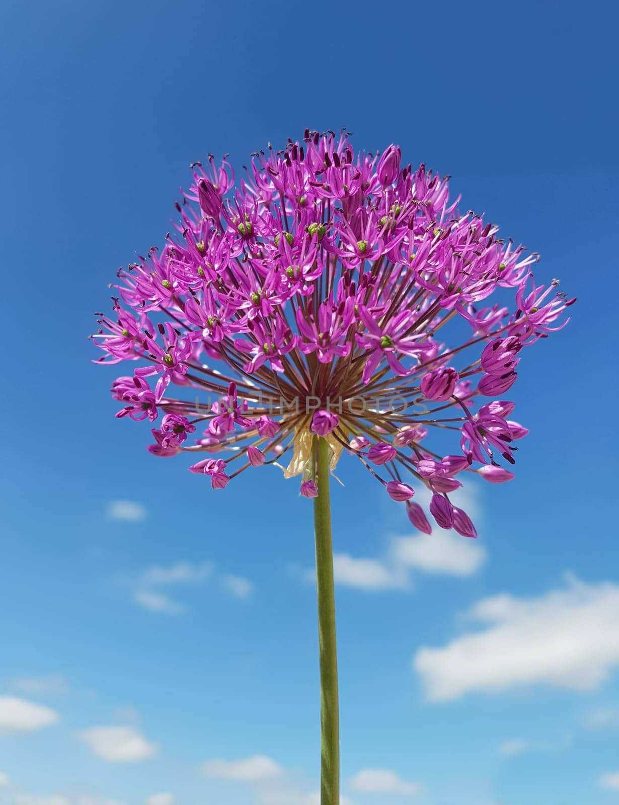 Zierlauch, Riesenlauch, Allium