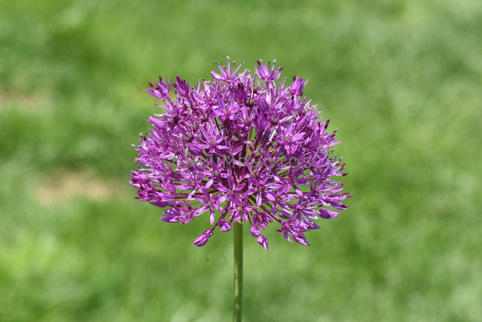 Zierlauch, Riesenlauch, Allium Giganteum ist eine wunderschoene Zierpflanze im Garten und hat lila Blueten. Ornamental Lily, Giant Lily, Allium Giganteum is a beautiful ornamental plant in the garden and has purple flowers.