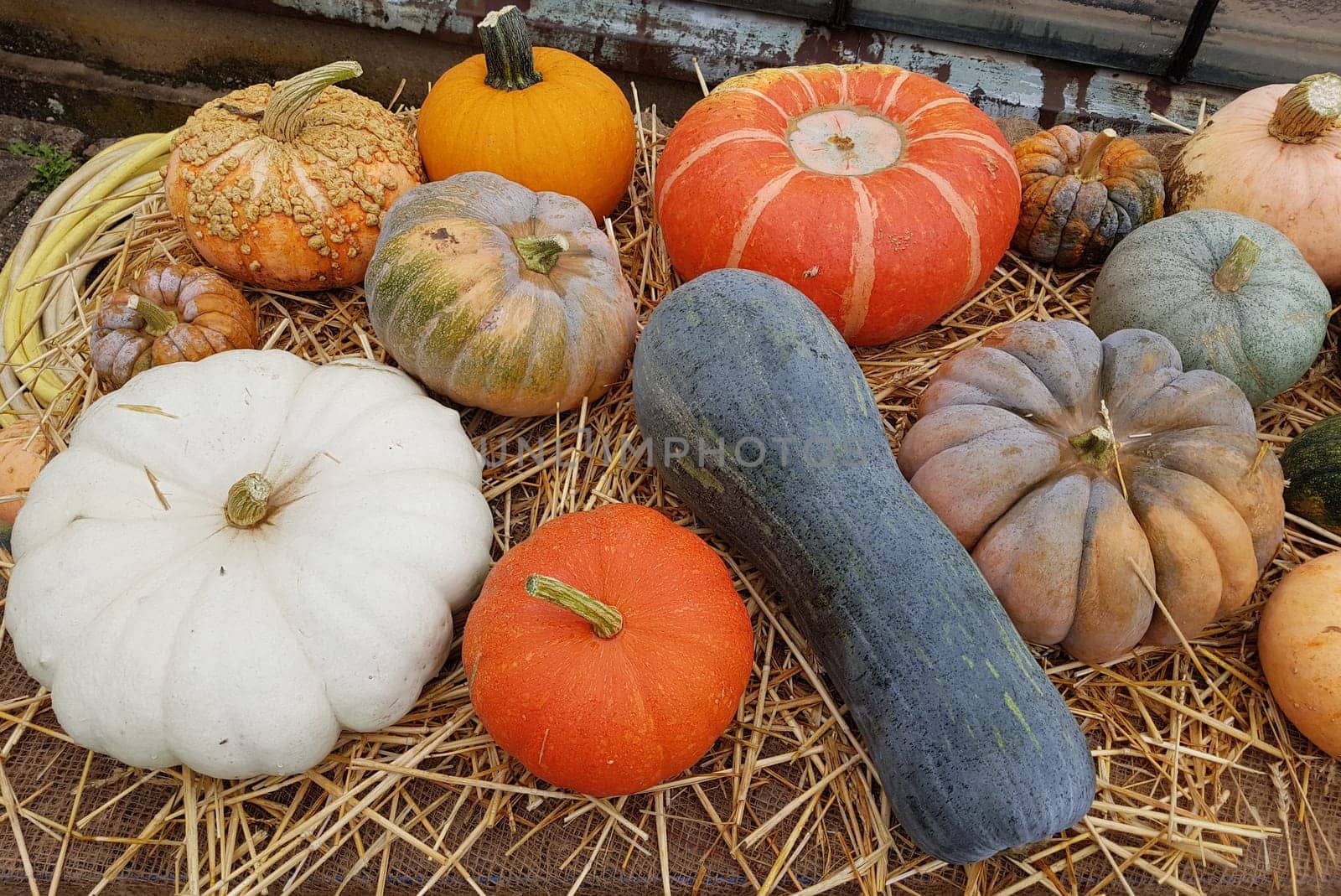 Erntedank Arrangement mit Blumen, Gemuese und Obst. Thanksgiving Arrangement of flowers, vegetables and fruits.